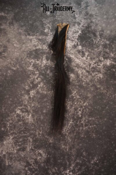 Blue Wildebeest Tail for sale SKU 1358