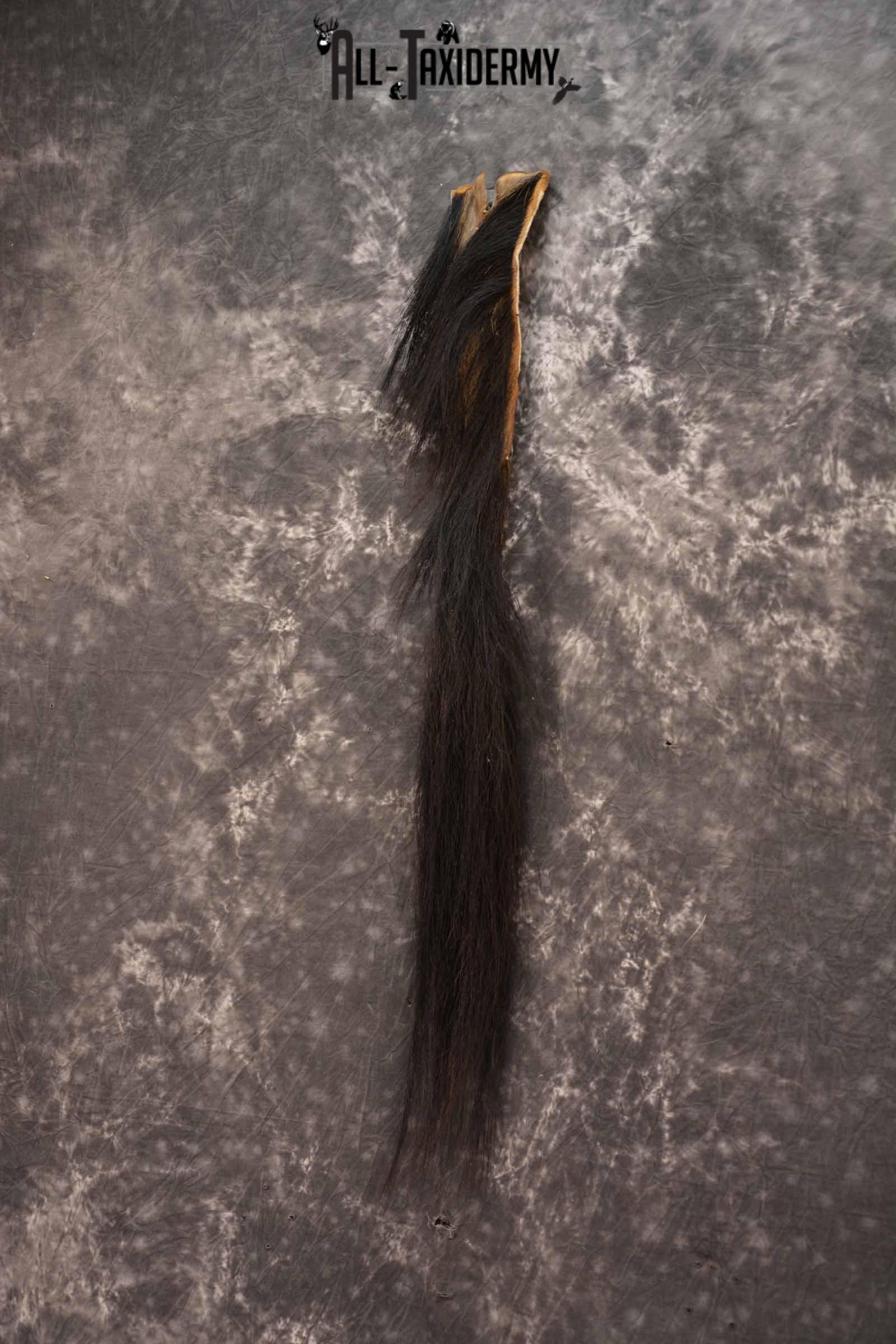 Blue Wildebeest Tail for sale SKU 1358 - Image 2