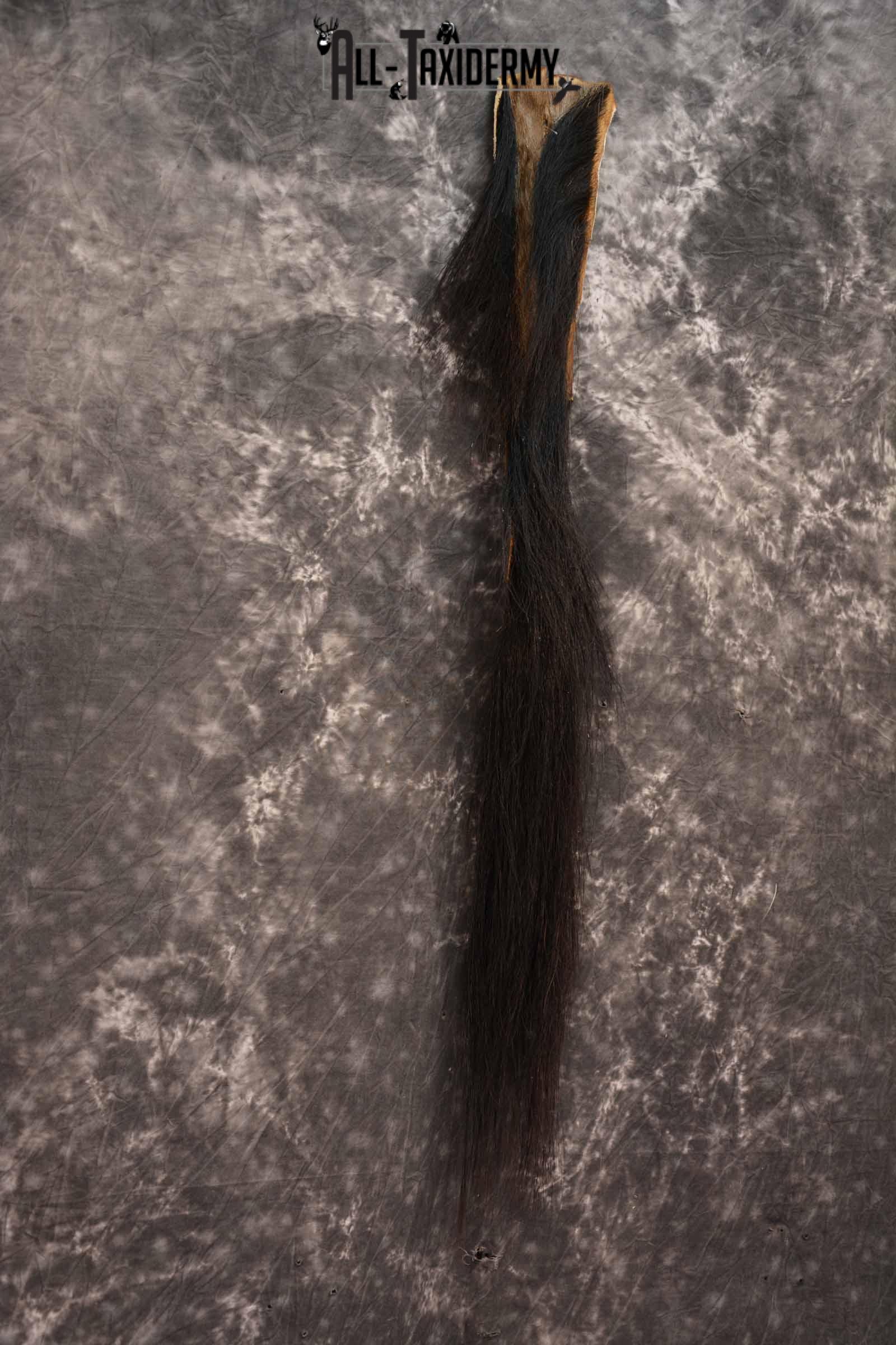 Blue Wildebeest Tail for sale SKU 1358 - Image 4