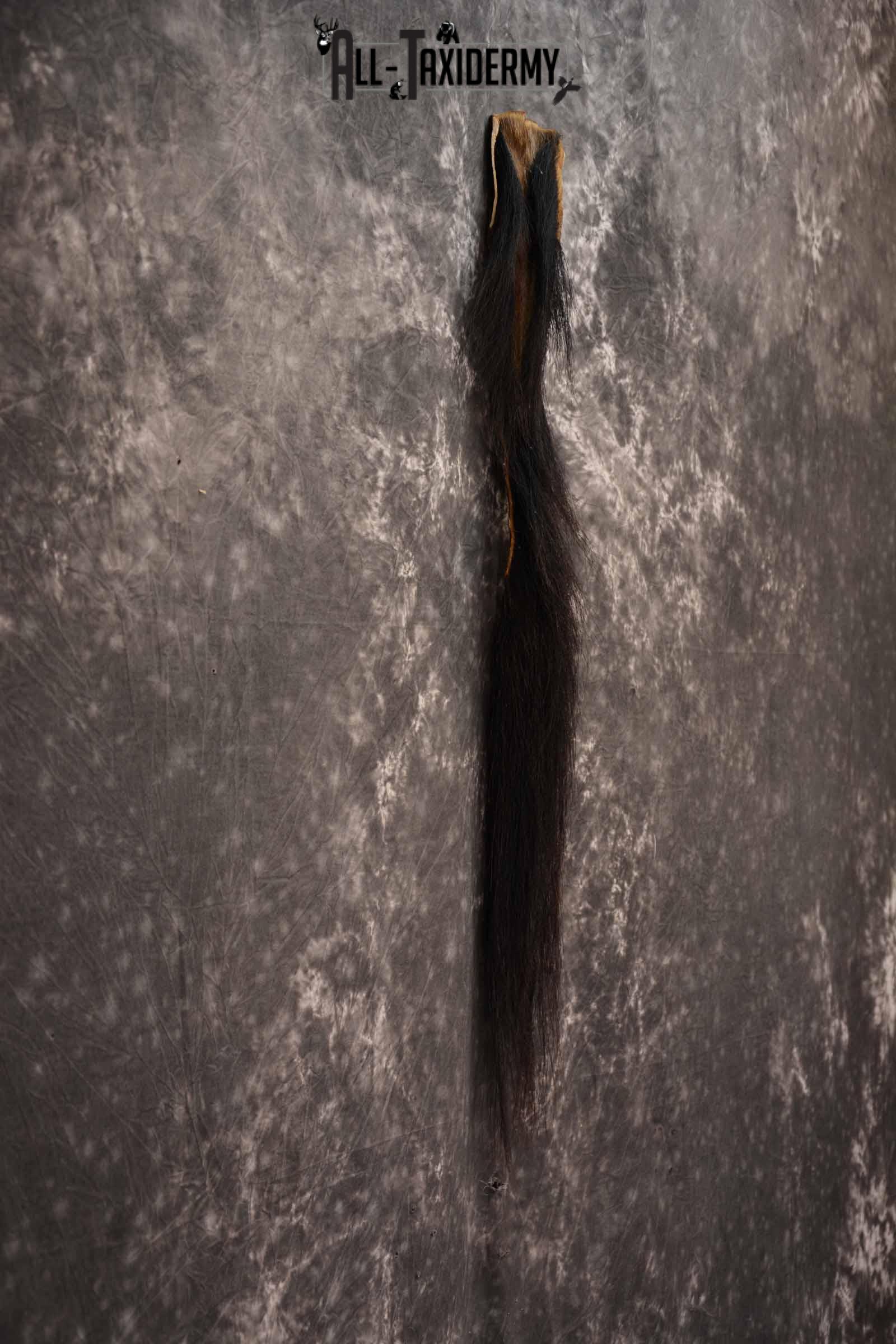 Blue Wildebeest Tail for sale SKU 1358 - Image 5