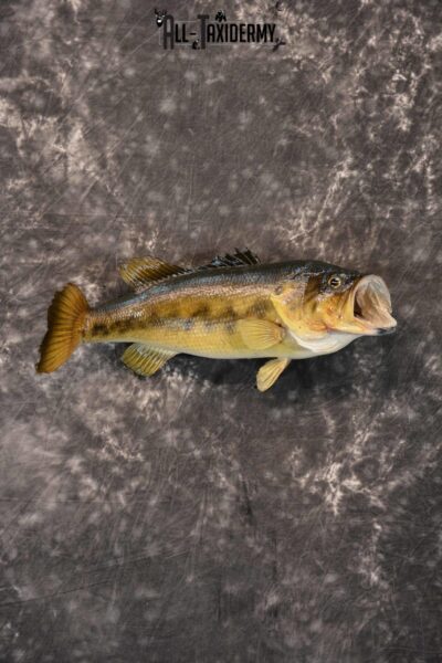 Large Mouth Bass Taxidermy skin mount for sale SKU 1357