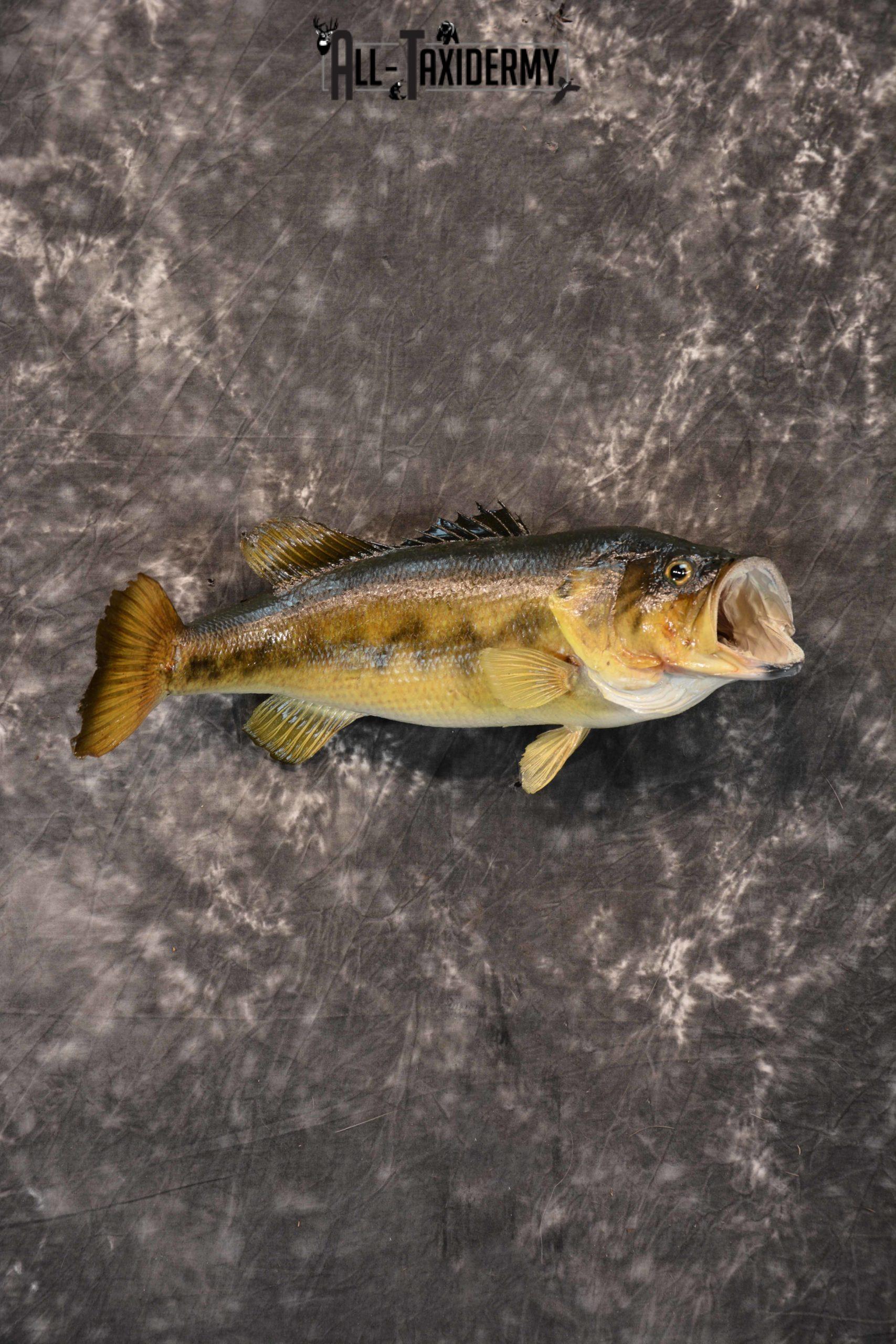 Large Mouth Bass Taxidermy skin mount for sale SKU 1357