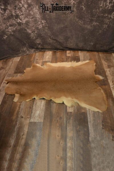 Whitetail Deer hide for sale SKU 1356