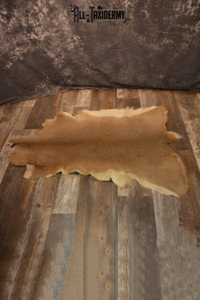 Whitetail Deer hide for sale SKU 1356 All Taxidermy