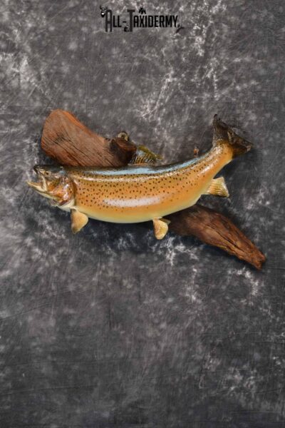 Brown Trout Taxidermy Mount for Sale SKU 1355