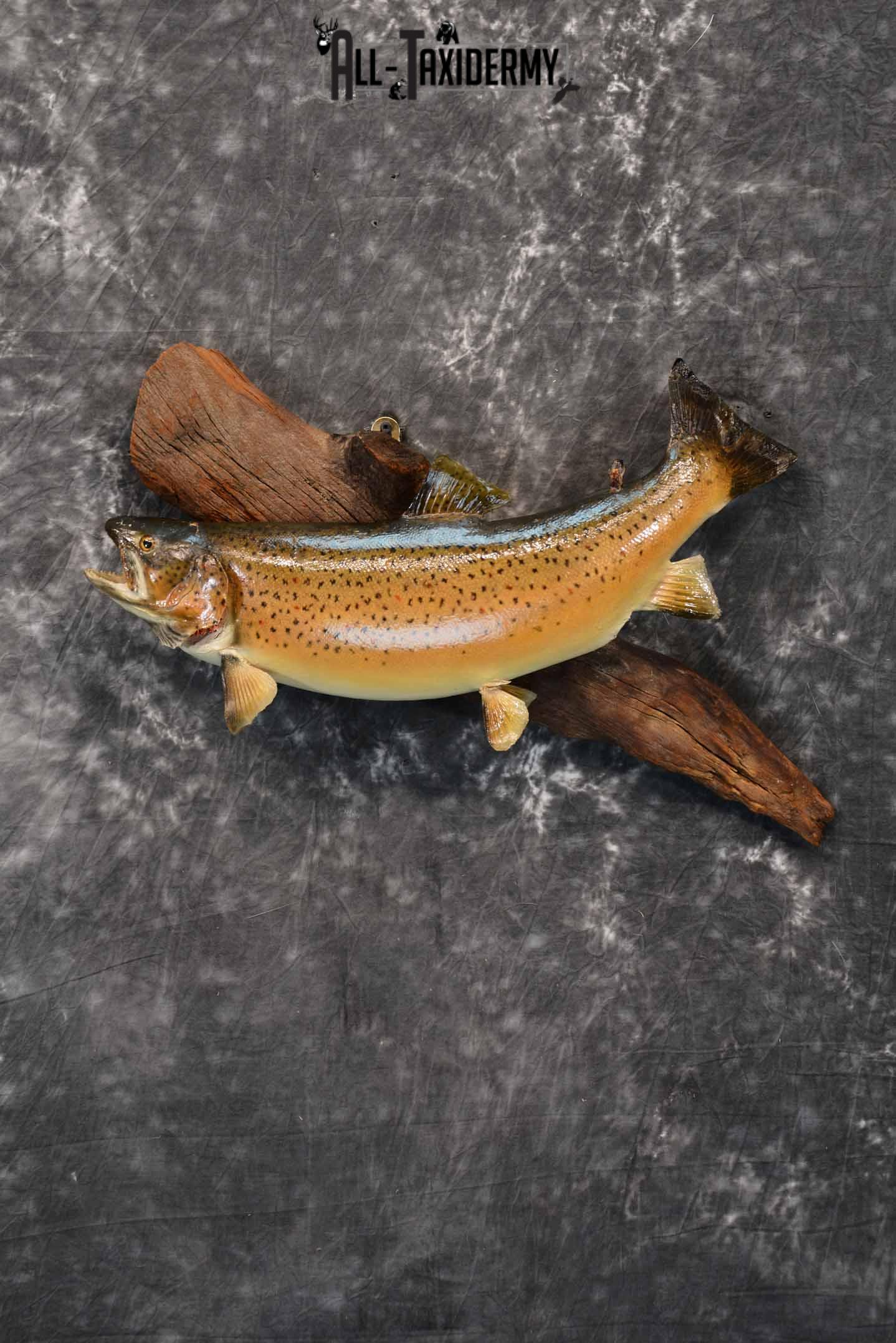 Brown Trout Taxidermy Mount for Sale SKU 1355