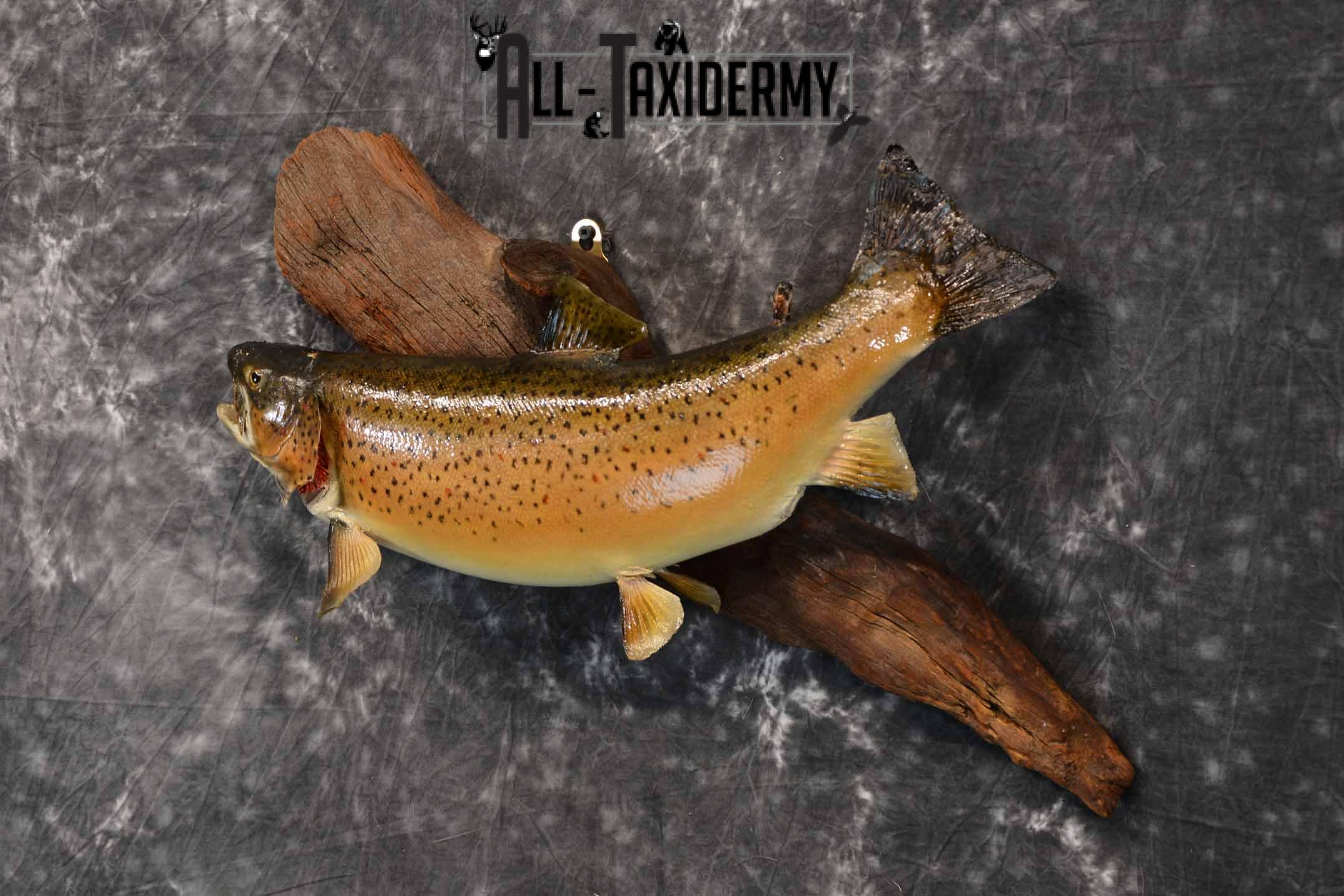 Brown Trout Taxidermy Mount for Sale SKU 1355 - Image 2