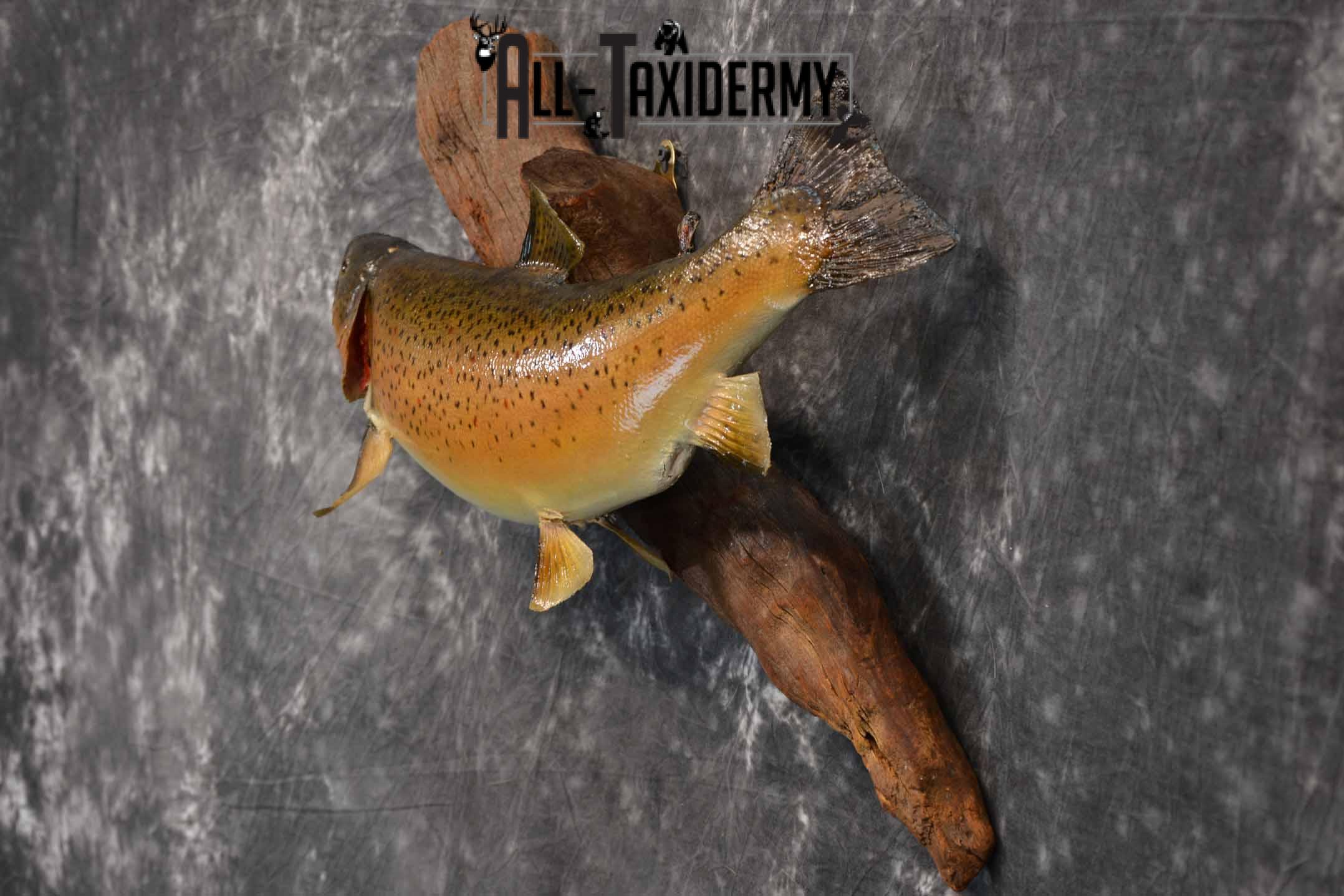 Brown Trout Taxidermy Mount for Sale SKU 1355 - Image 3