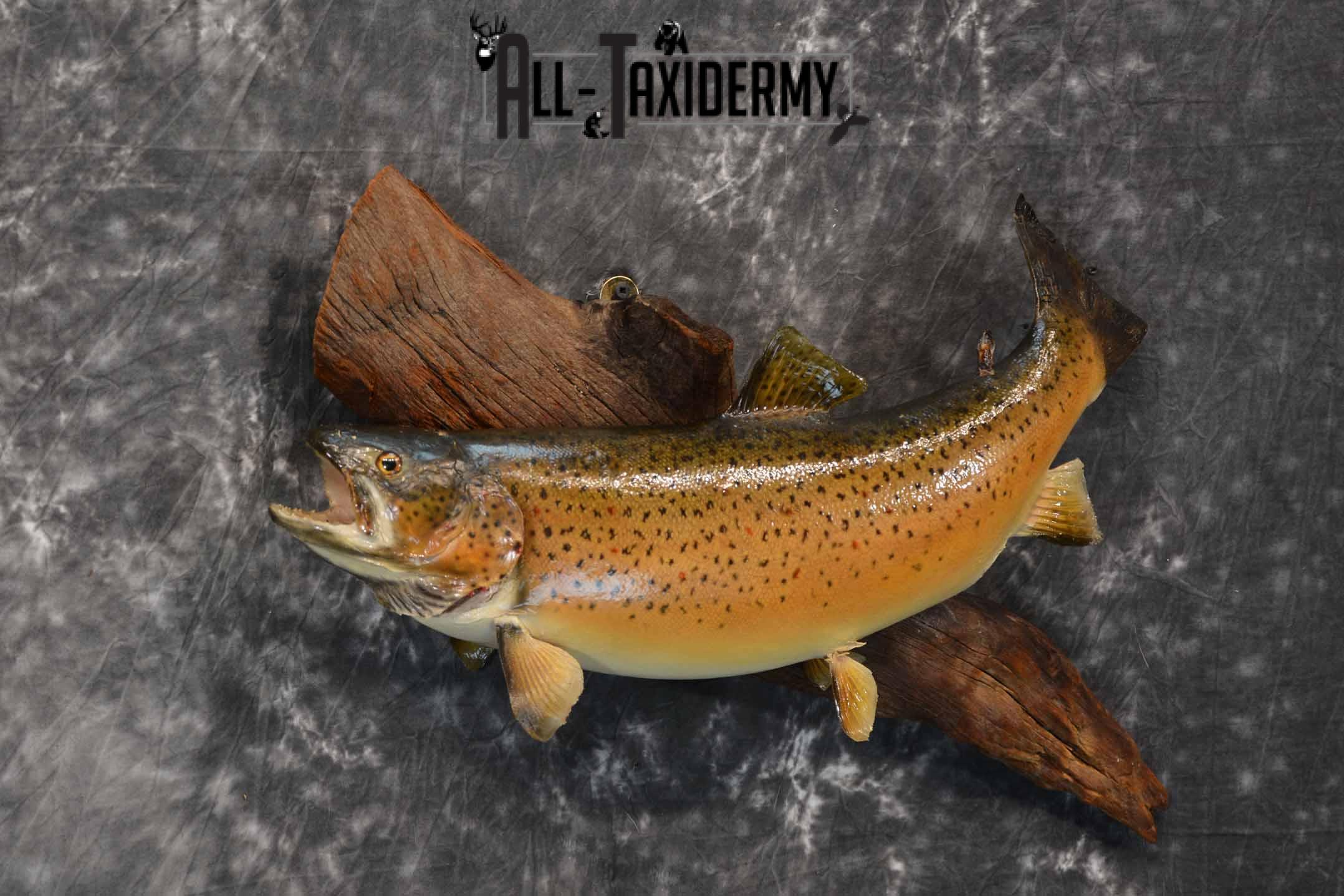Brown Trout Taxidermy Mount for Sale SKU 1355 - Image 4