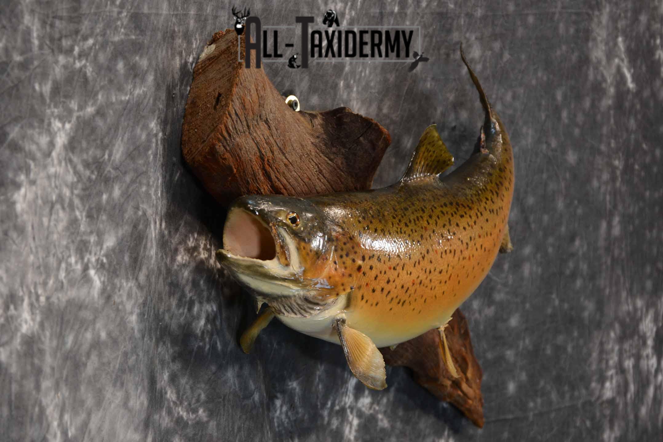 Brown Trout Taxidermy Mount for Sale SKU 1355 - Image 5