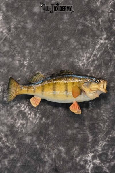 Yellow Perch Taxidermy Mount for Sale SKU 1354