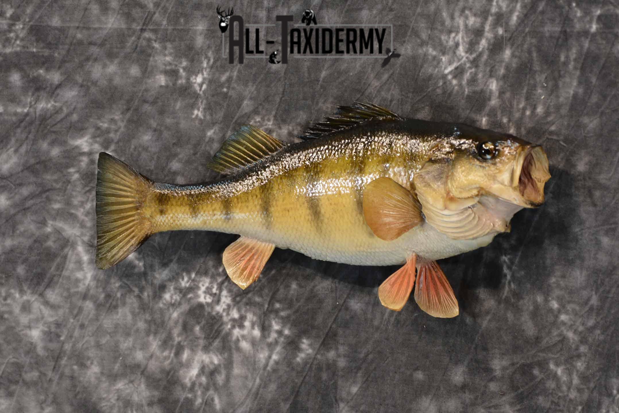 Yellow Perch Taxidermy Mount for Sale SKU 1354 - Image 2