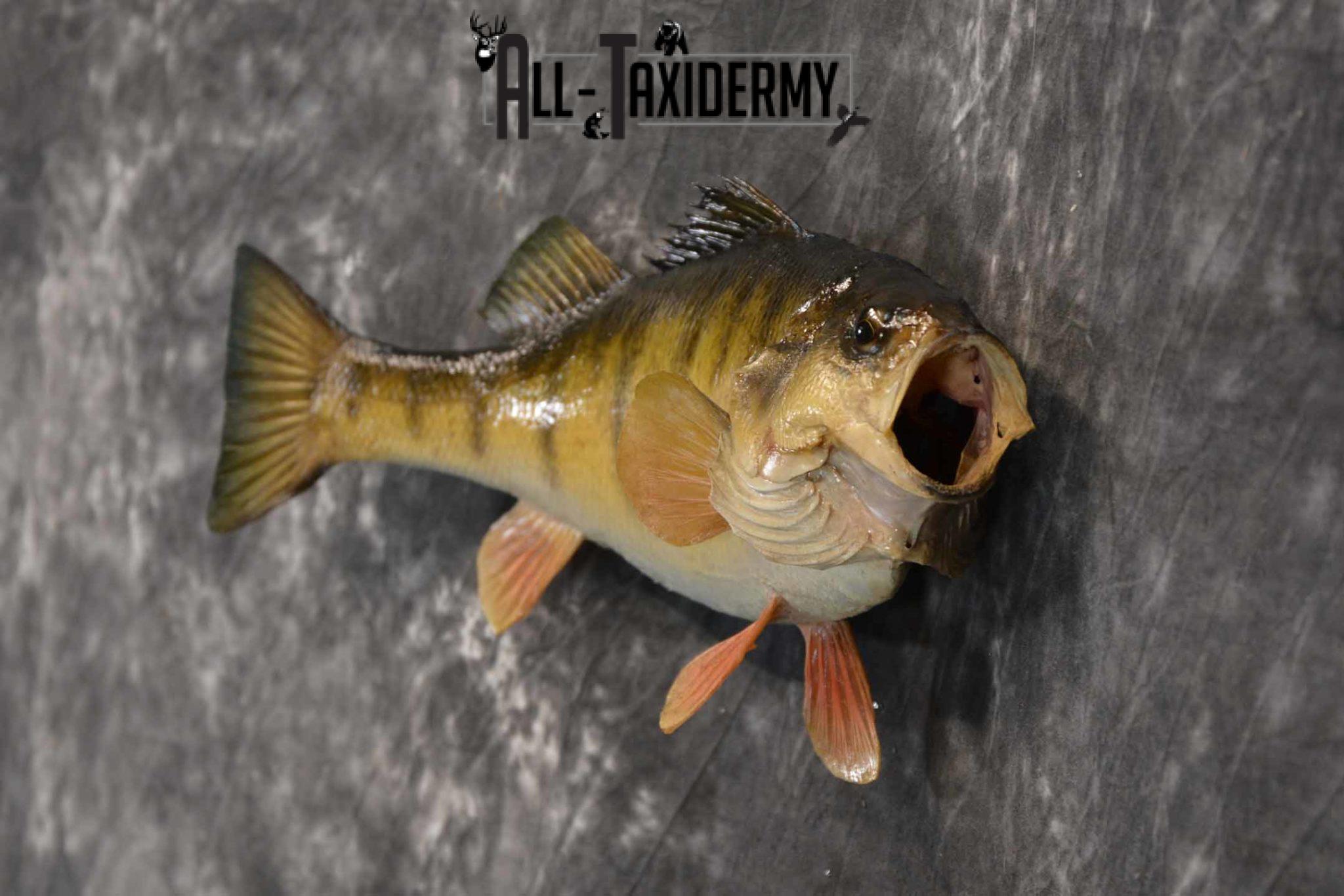 Yellow Perch Taxidermy Mount for Sale SKU 1354 All Taxidermy