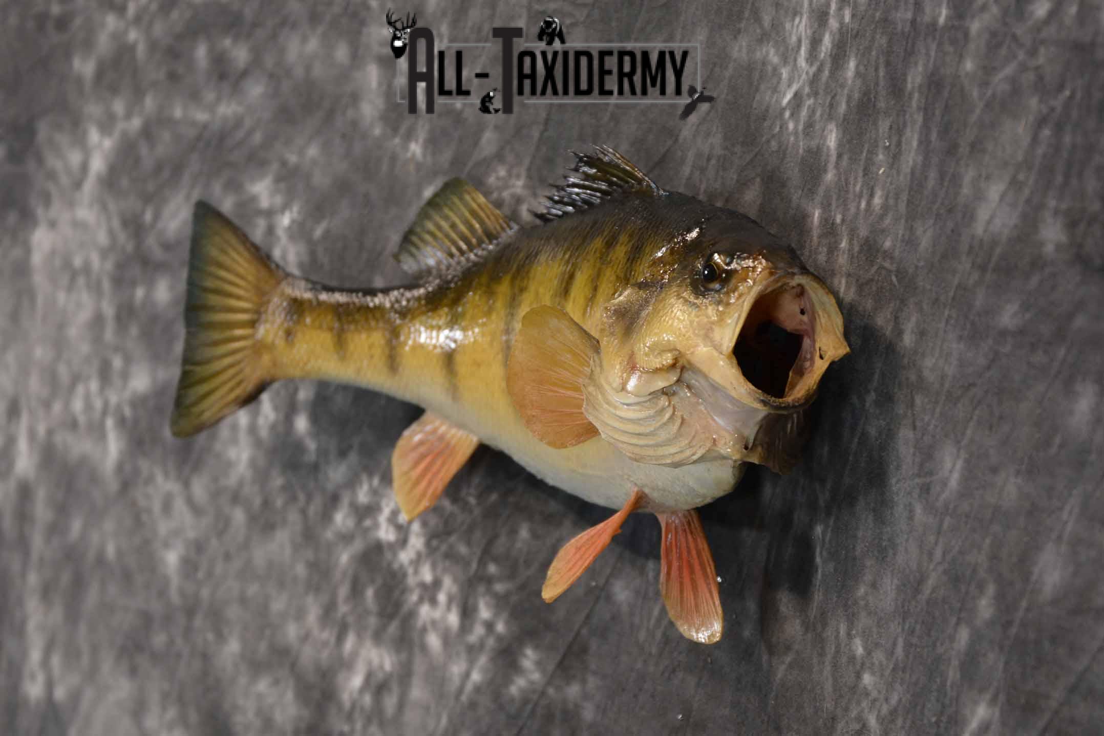 Yellow Perch Taxidermy Mount for Sale SKU 1354 - Image 3
