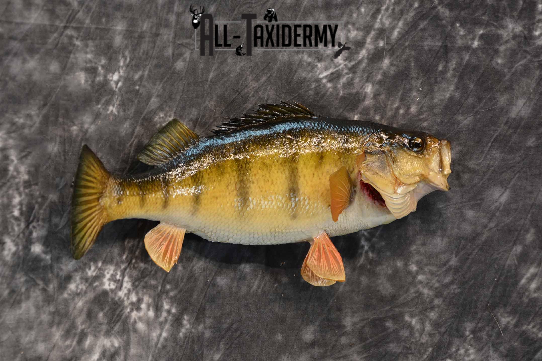Yellow Perch Taxidermy Mount for Sale SKU 1354 - Image 4