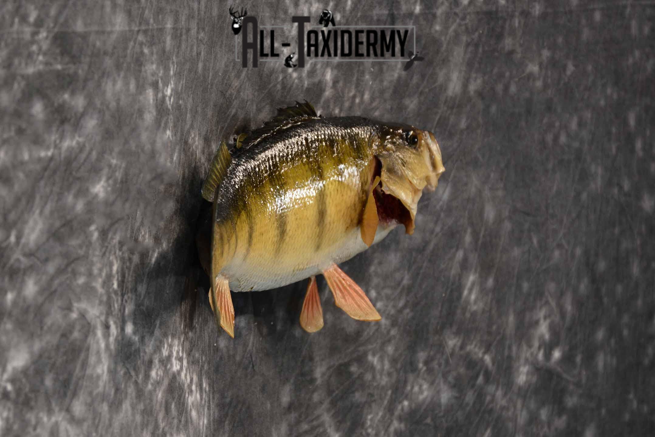 Yellow Perch Taxidermy Mount for Sale SKU 1354 - Image 5