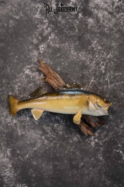 Walleye Taxidermy Mount for Sale SKU 1353