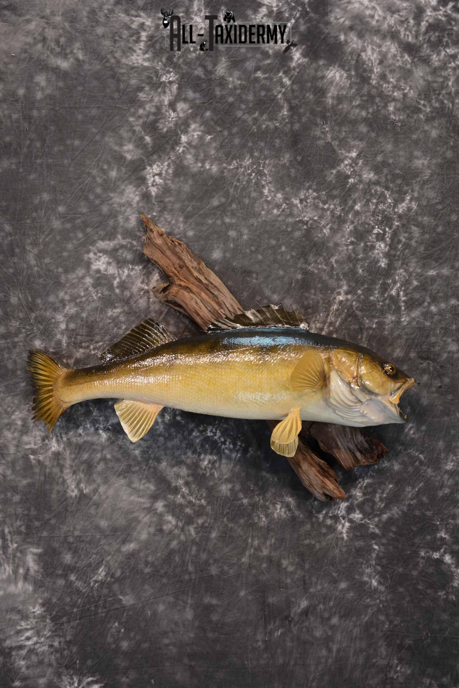 Walleye Taxidermy Mount for Sale SKU 1353