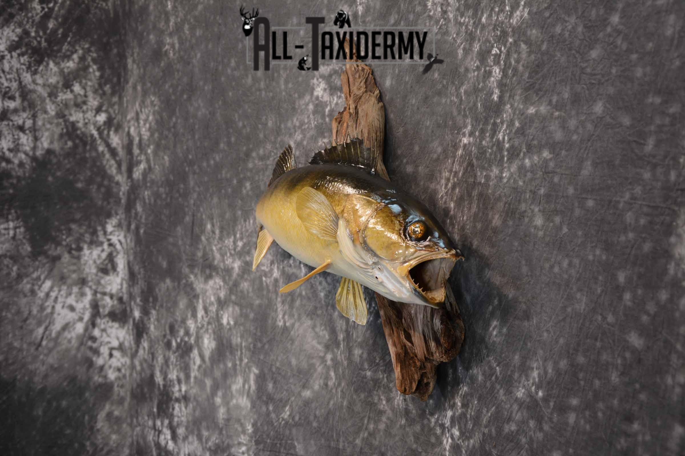 Walleye Taxidermy Mount for Sale SKU 1353 - Image 3
