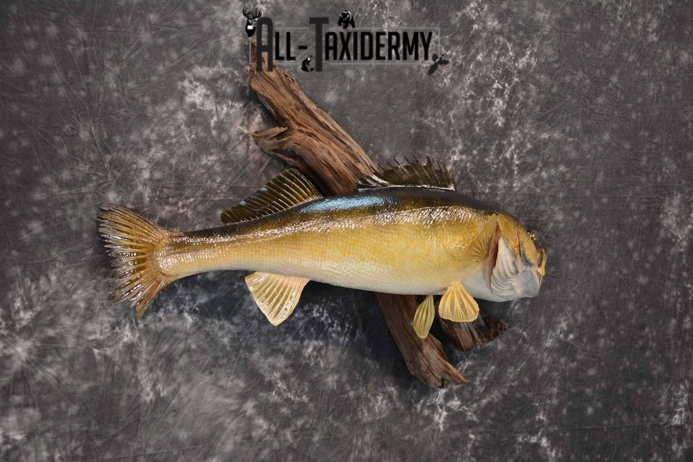 Walleye Taxidermy Mount for Sale SKU 1353 - Image 4