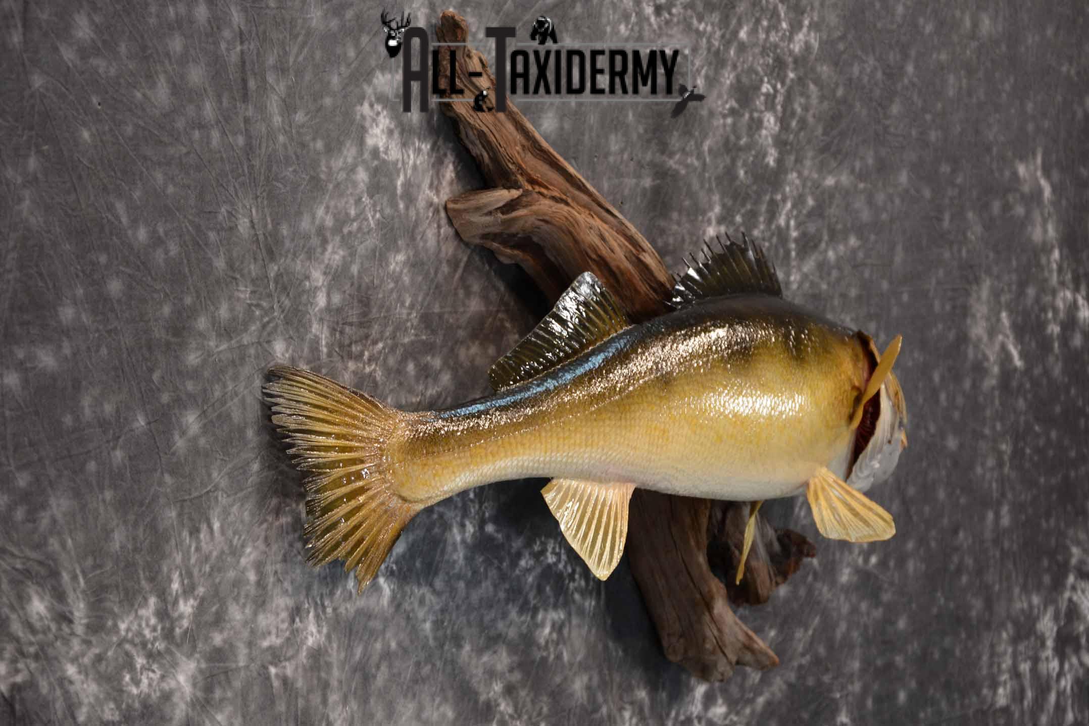 Walleye Taxidermy Mount for Sale SKU 1353 - Image 5