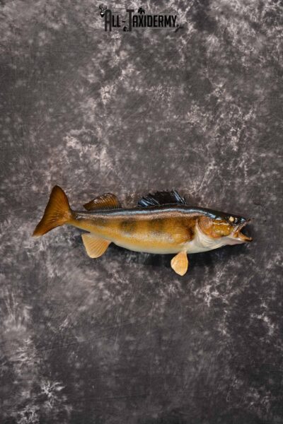 Walleye Taxidermy Mount for Sale SKU 1352