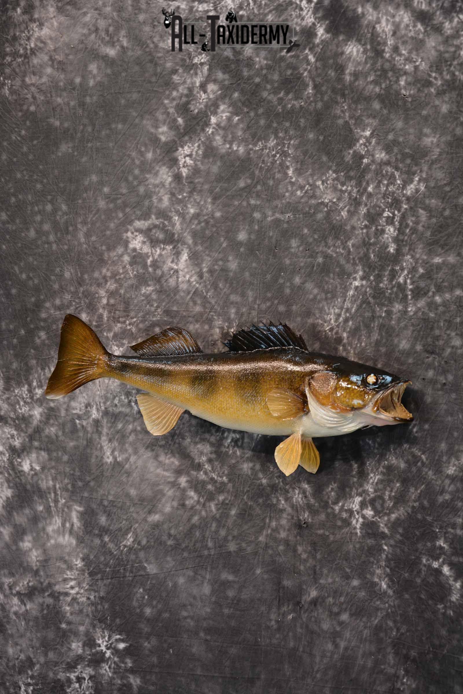 Walleye Taxidermy Mount for Sale SKU 1352 - Image 2