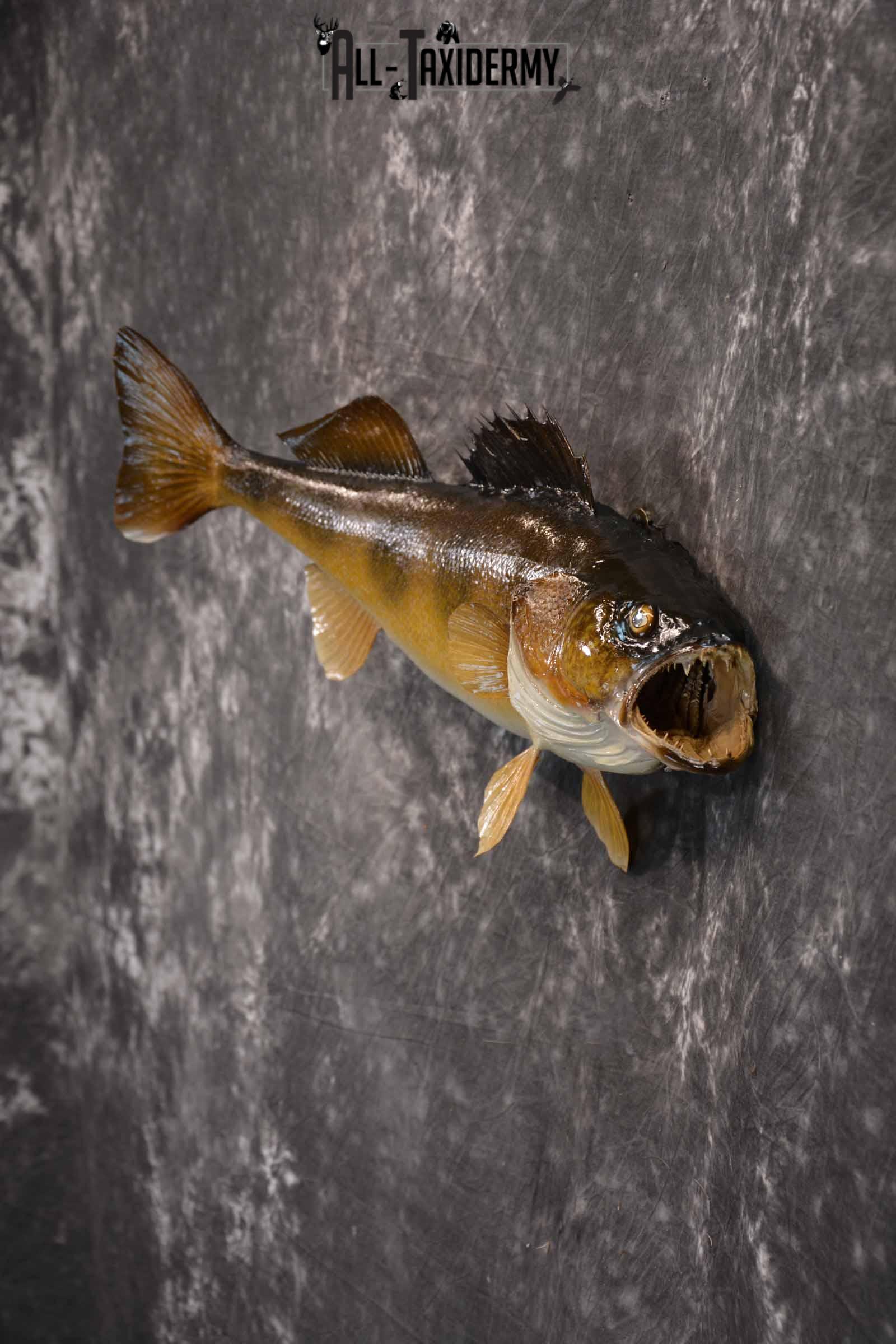 Walleye Taxidermy Mount for Sale SKU 1352 - Image 3