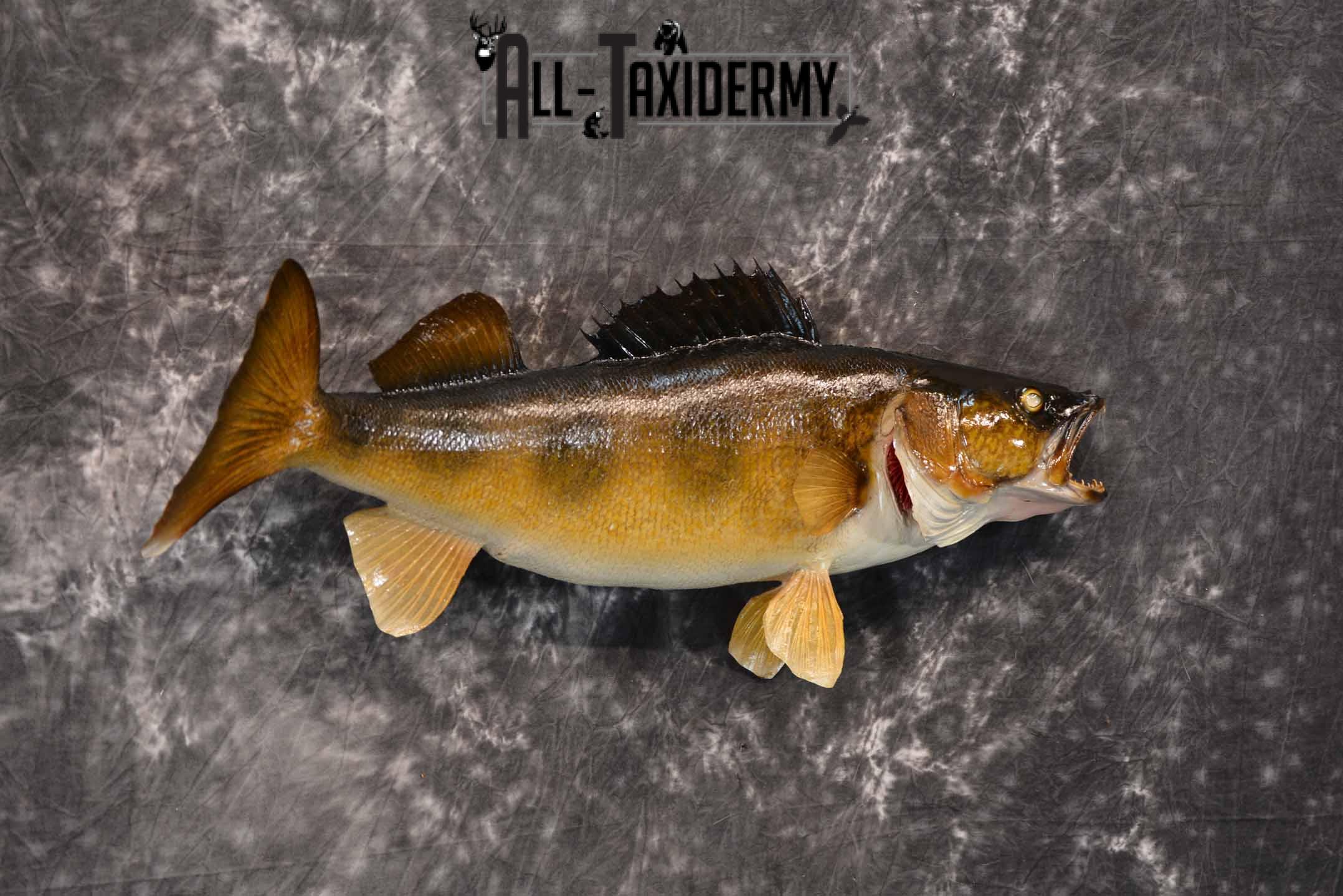 Walleye Taxidermy Mount for Sale SKU 1352 - Image 4