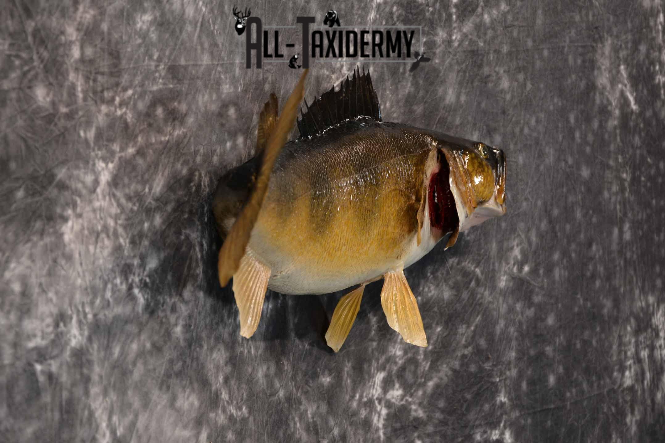 Walleye Taxidermy Mount for Sale SKU 1352 - Image 5