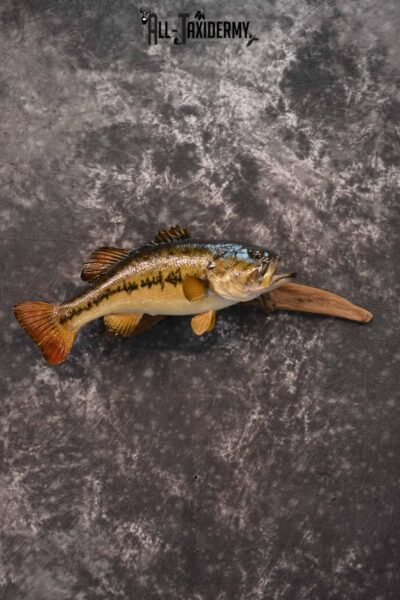 Large Mouth Bass Taxidermy Mount for Sale SKU 1351
