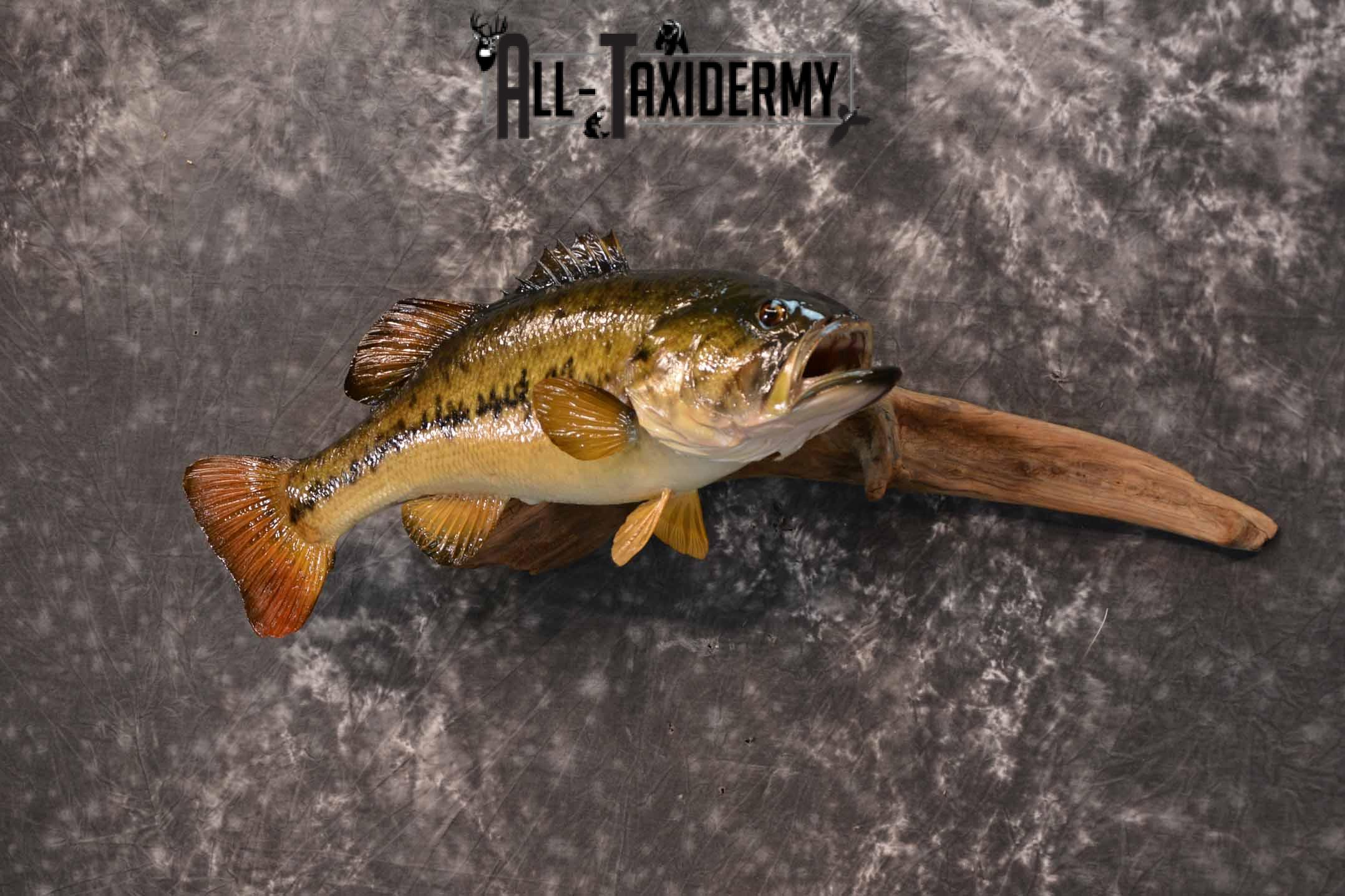 Large Mouth Bass Taxidermy Mount for Sale SKU 1351 - Image 2
