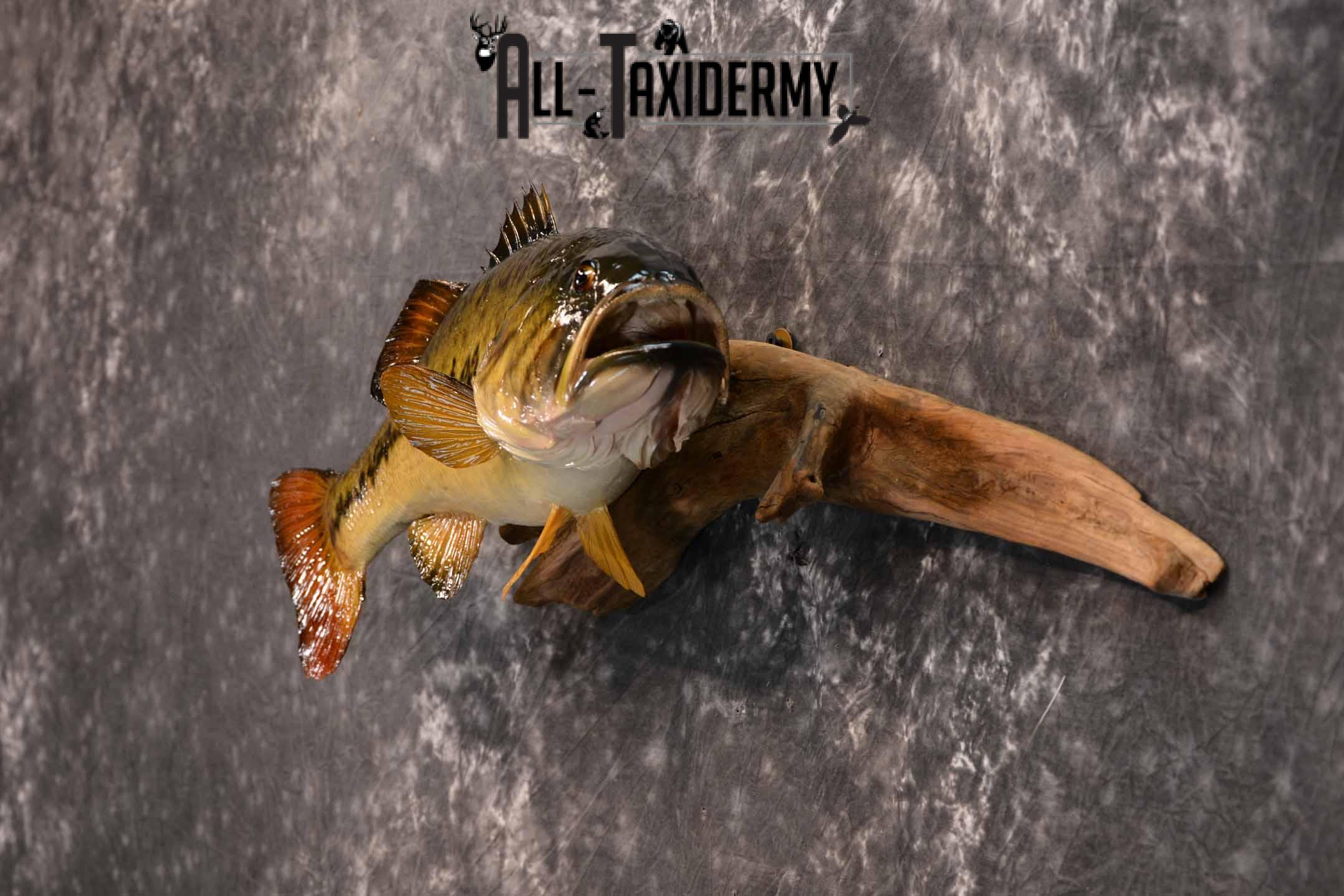 Large Mouth Bass Taxidermy Mount for Sale SKU 1351 - Image 3