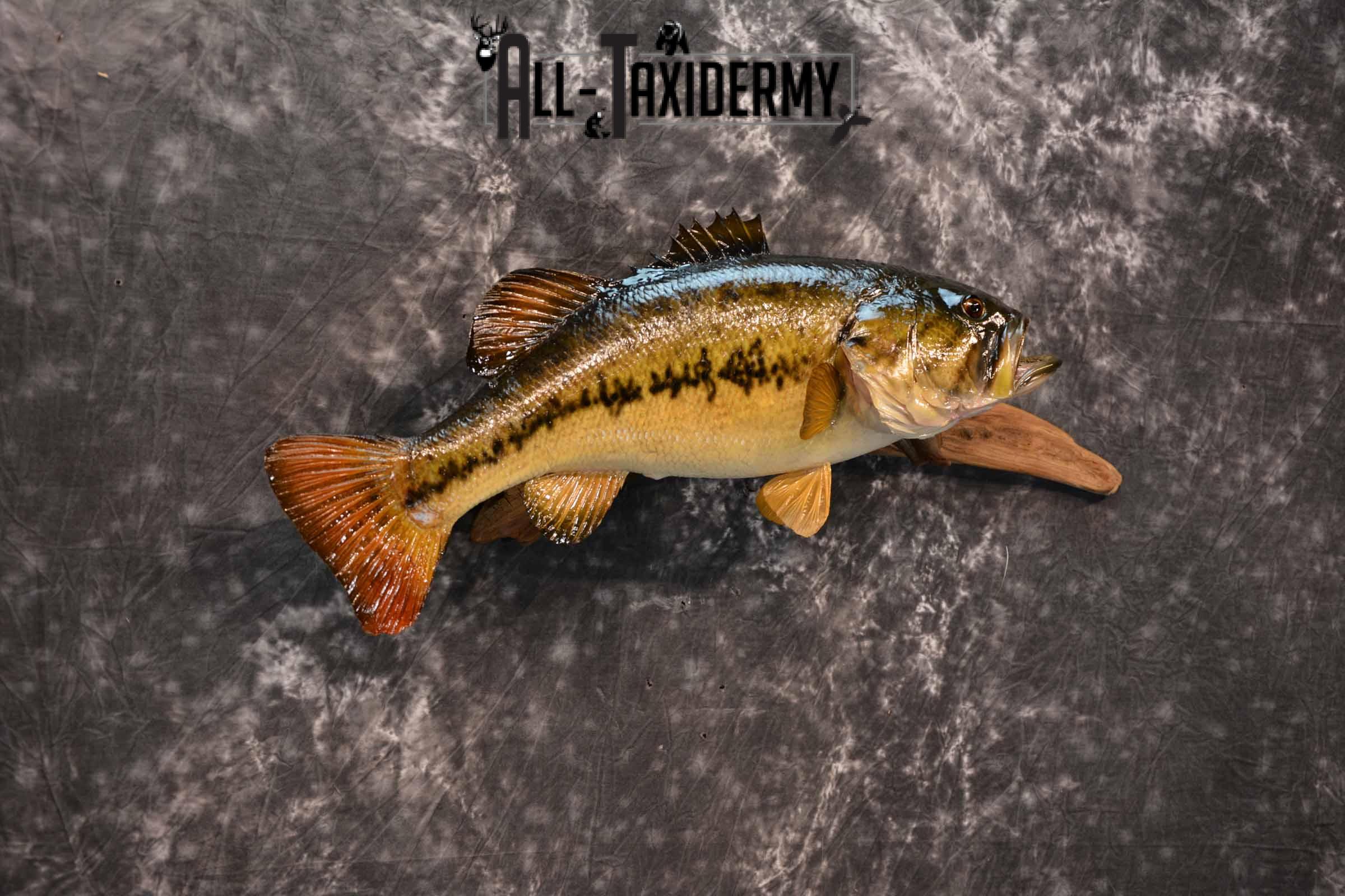 Large Mouth Bass Taxidermy Mount for Sale SKU 1351 - Image 4