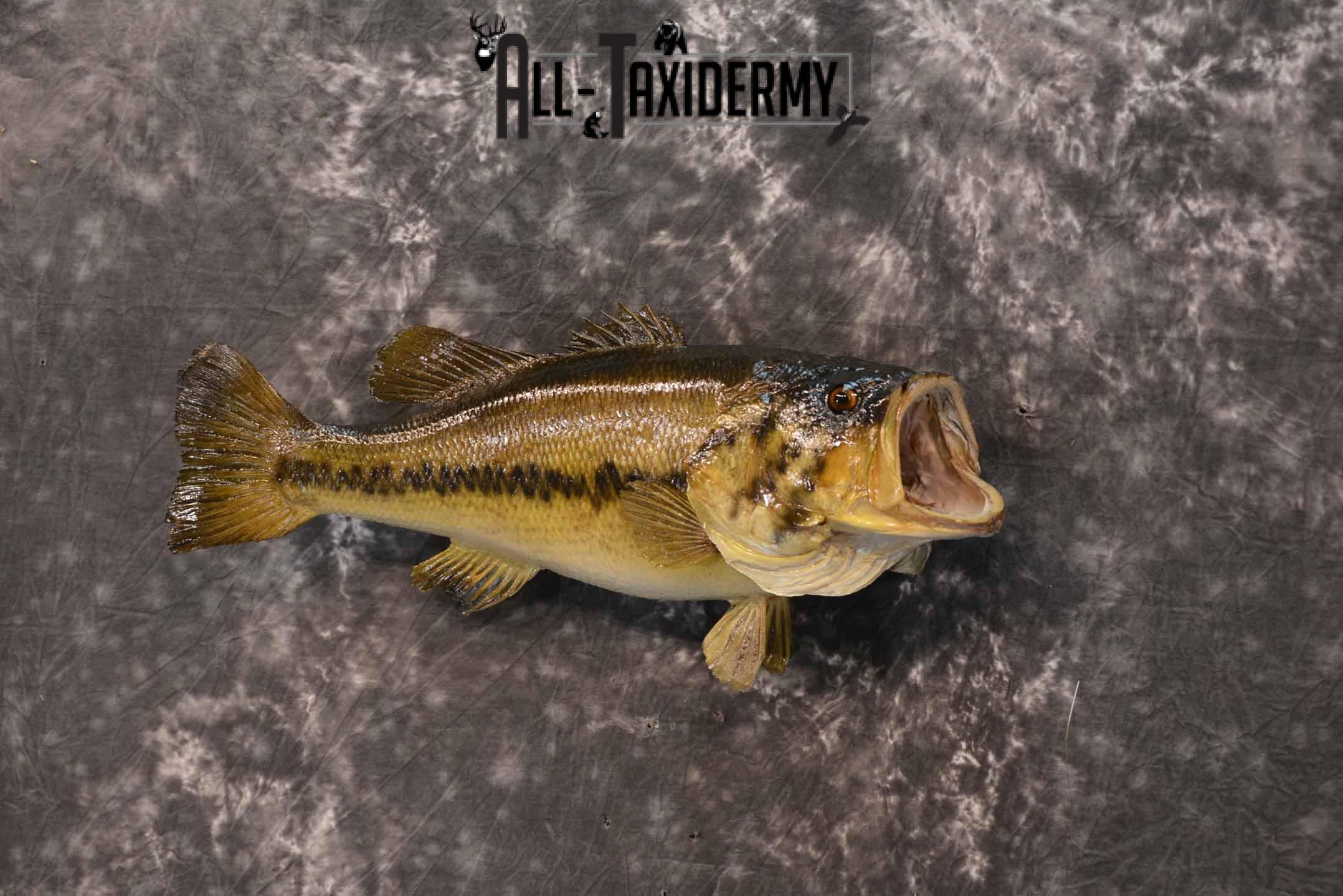 Large Mouth Bass Taxidermy Mount for Sale SKU 1350 - Image 2