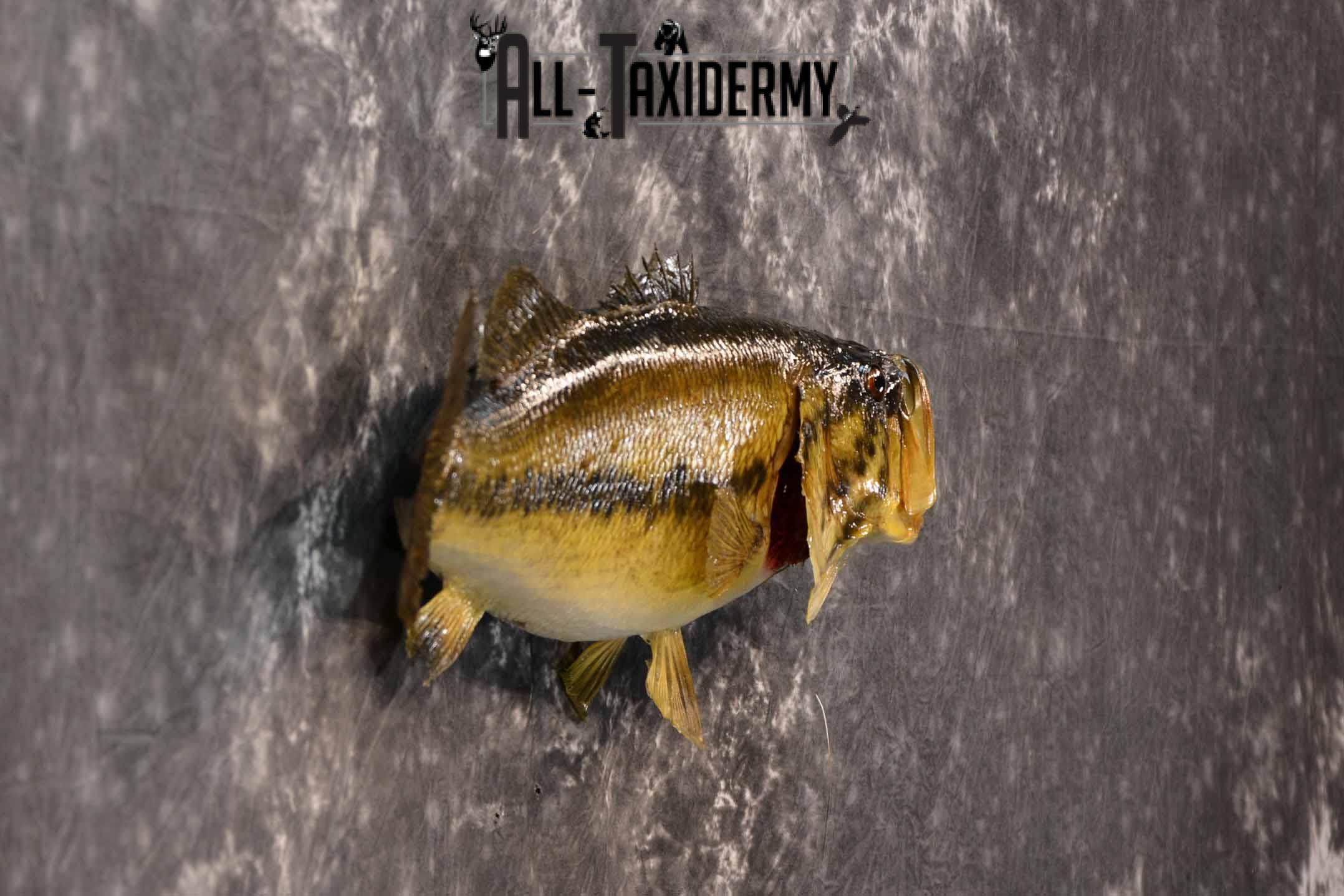 Large Mouth Bass Taxidermy Mount for Sale SKU 1350 - Image 5