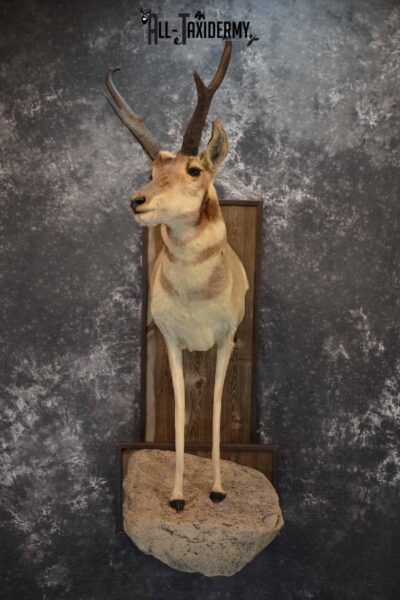 Pronghorn Antelope Taxidermy Mount for Sale SKU 1344