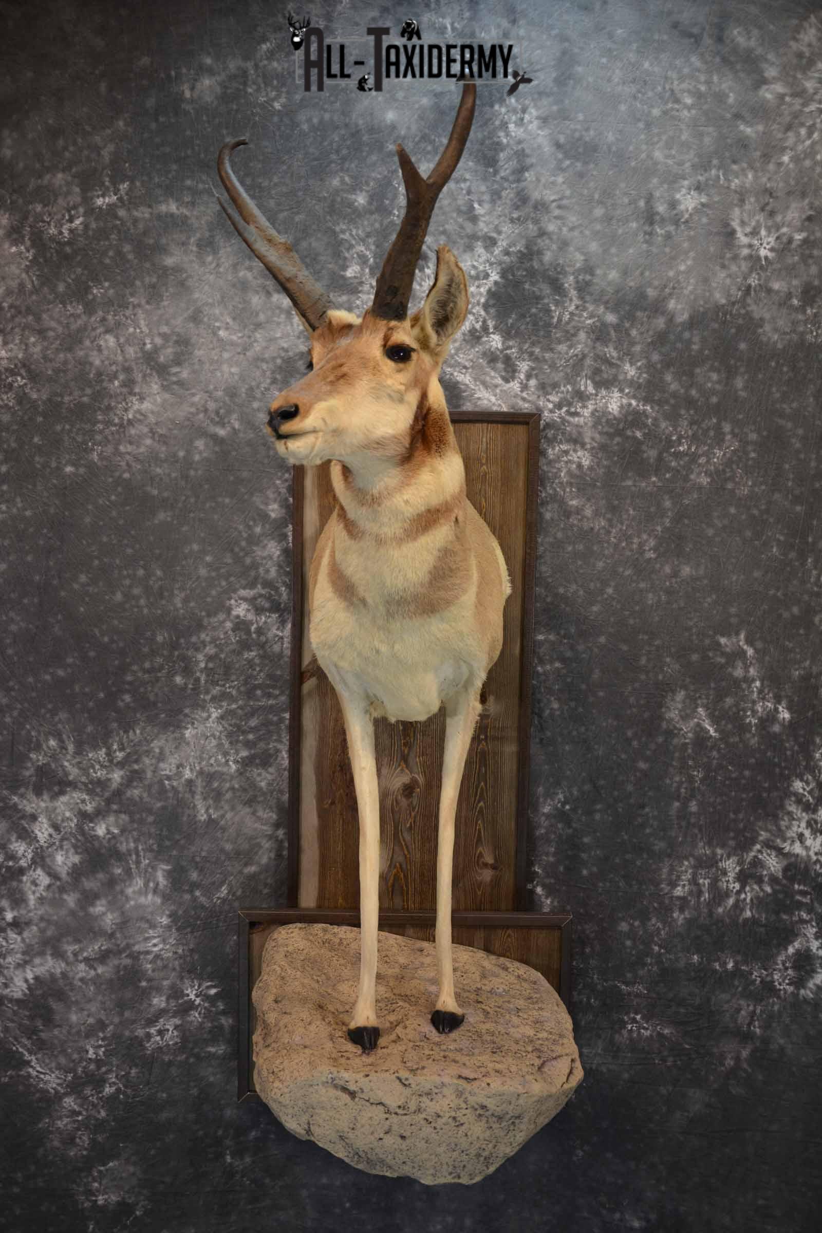 Pronghorn Antelope Taxidermy Mount for Sale SKU 1344