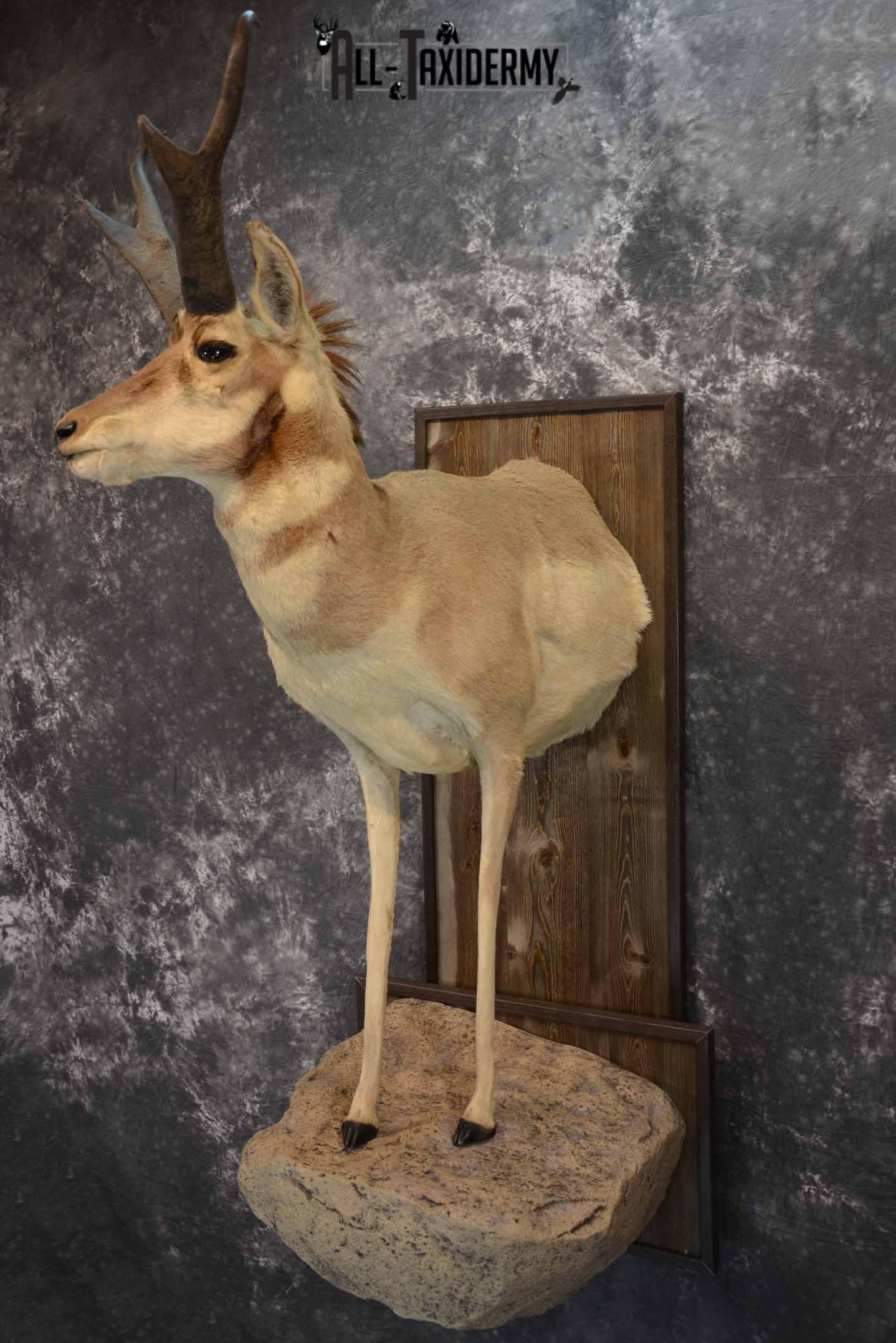 Pronghorn Antelope Taxidermy Mount for Sale SKU 1344 - Image 2