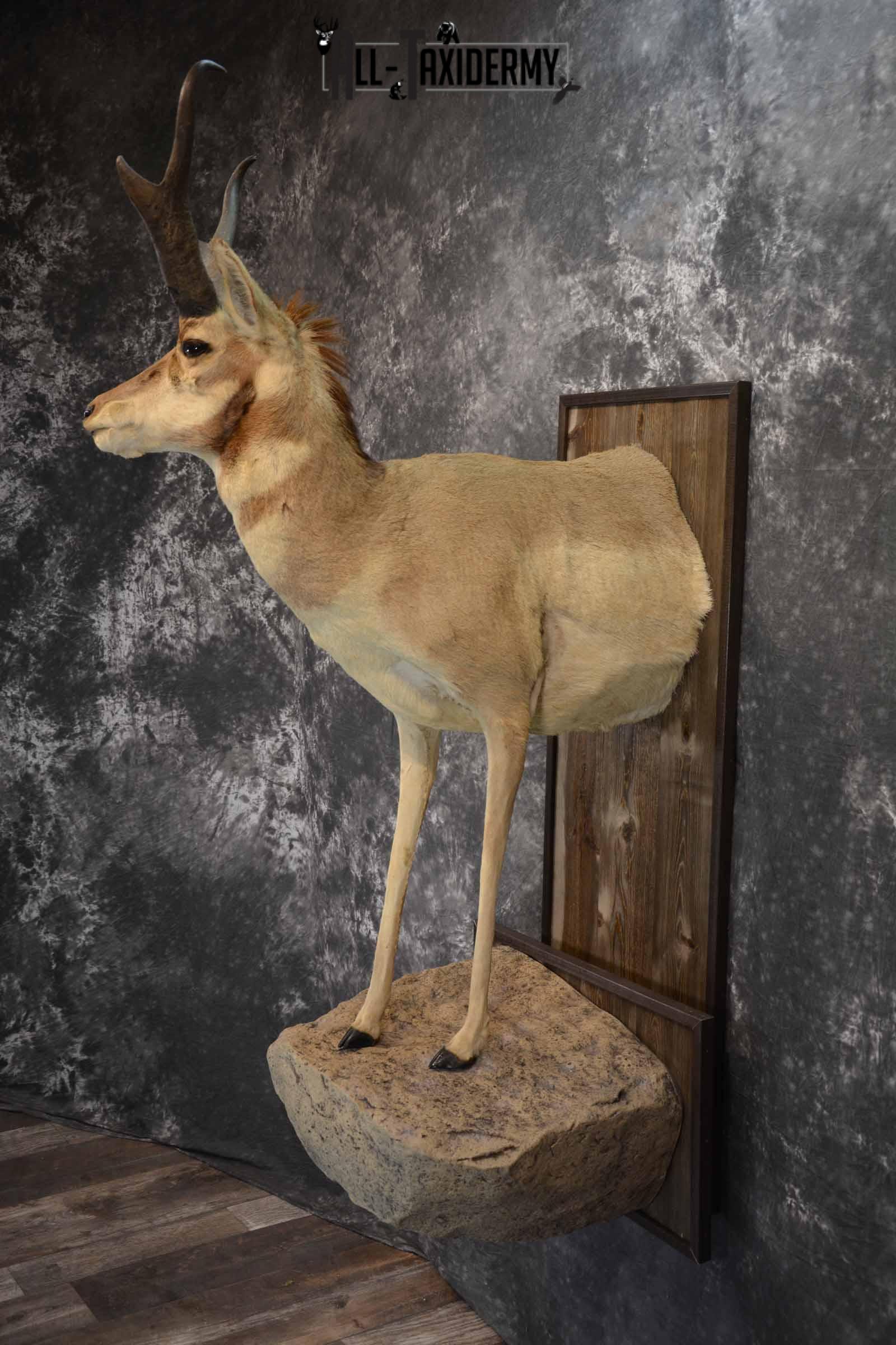 Pronghorn Antelope Taxidermy Mount for Sale SKU 1344 - Image 3