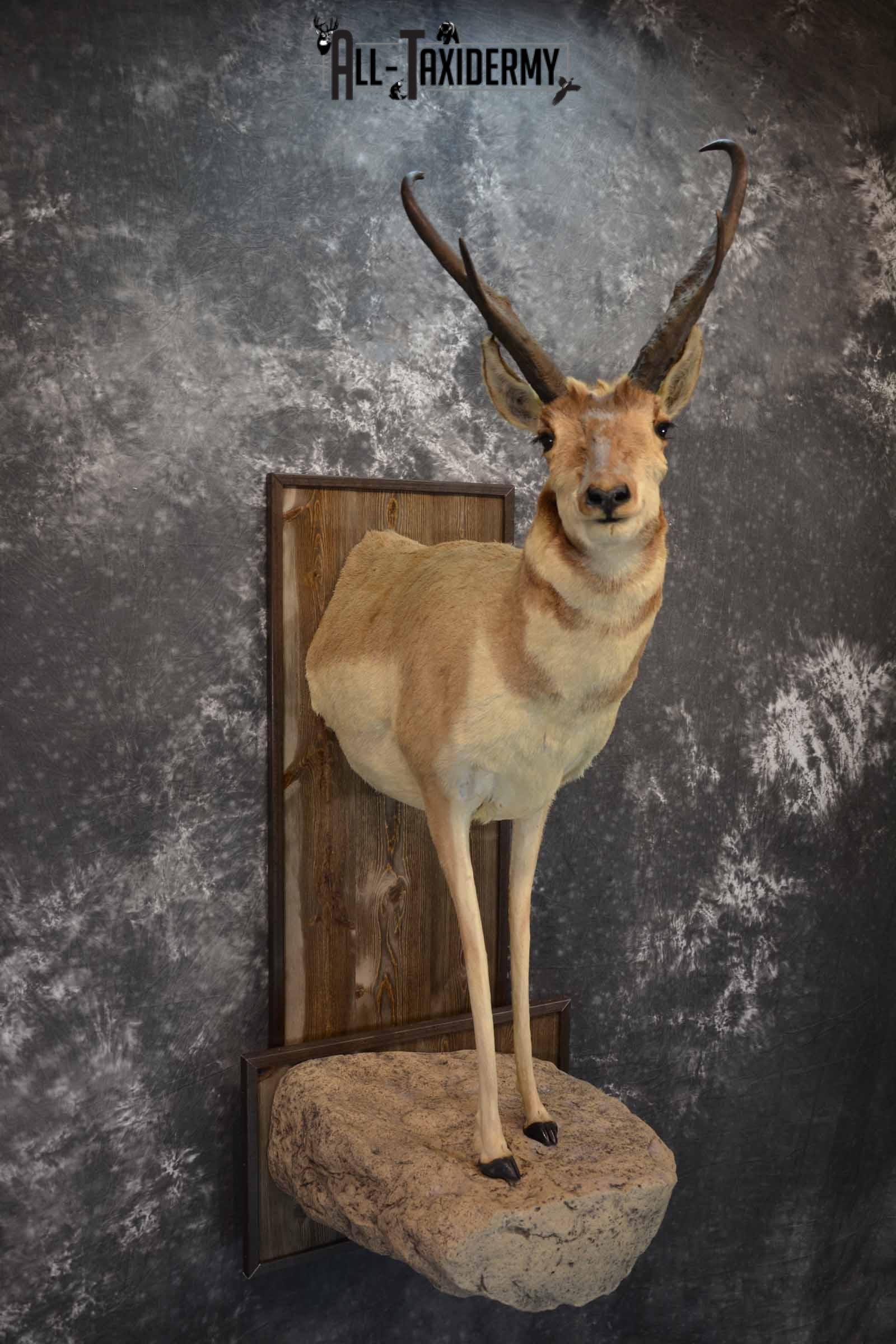 Pronghorn Antelope Taxidermy Mount for Sale SKU 1344 - Image 4