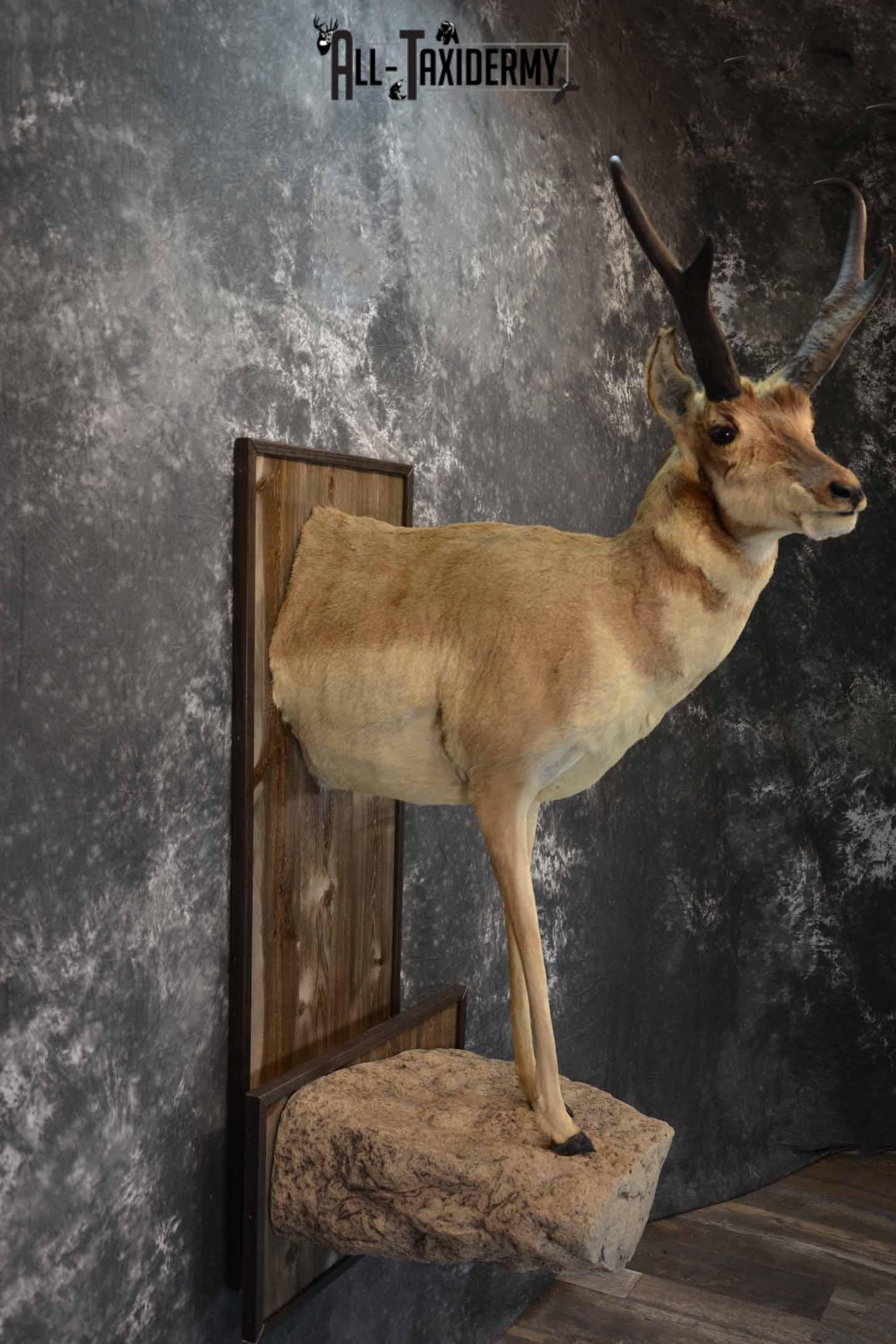 Pronghorn Antelope Taxidermy Mount for Sale SKU 1344 - Image 5
