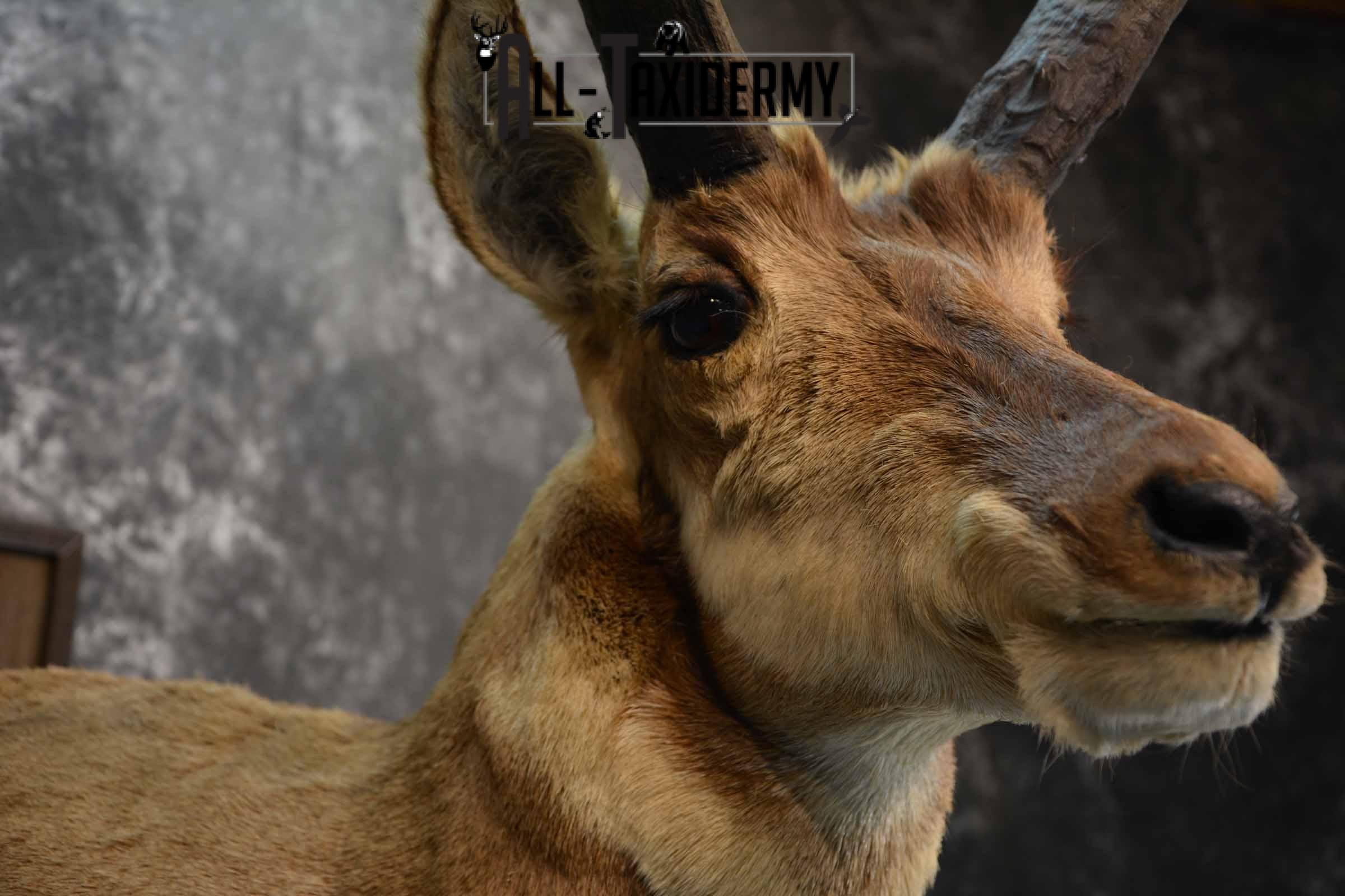 Pronghorn Antelope Taxidermy Mount for Sale SKU 1344 - Image 6