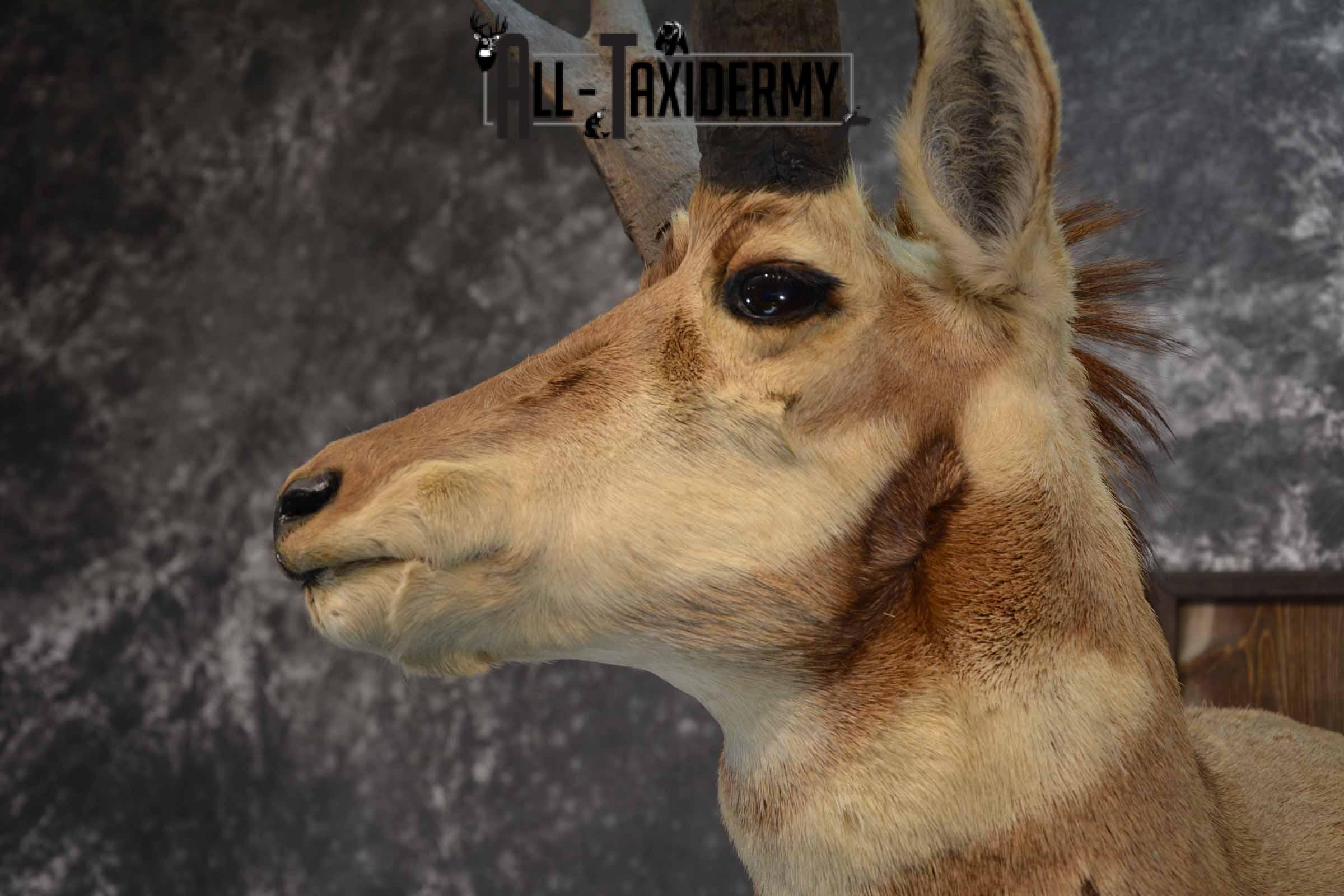 Pronghorn Antelope Taxidermy Mount for Sale SKU 1344 - Image 7
