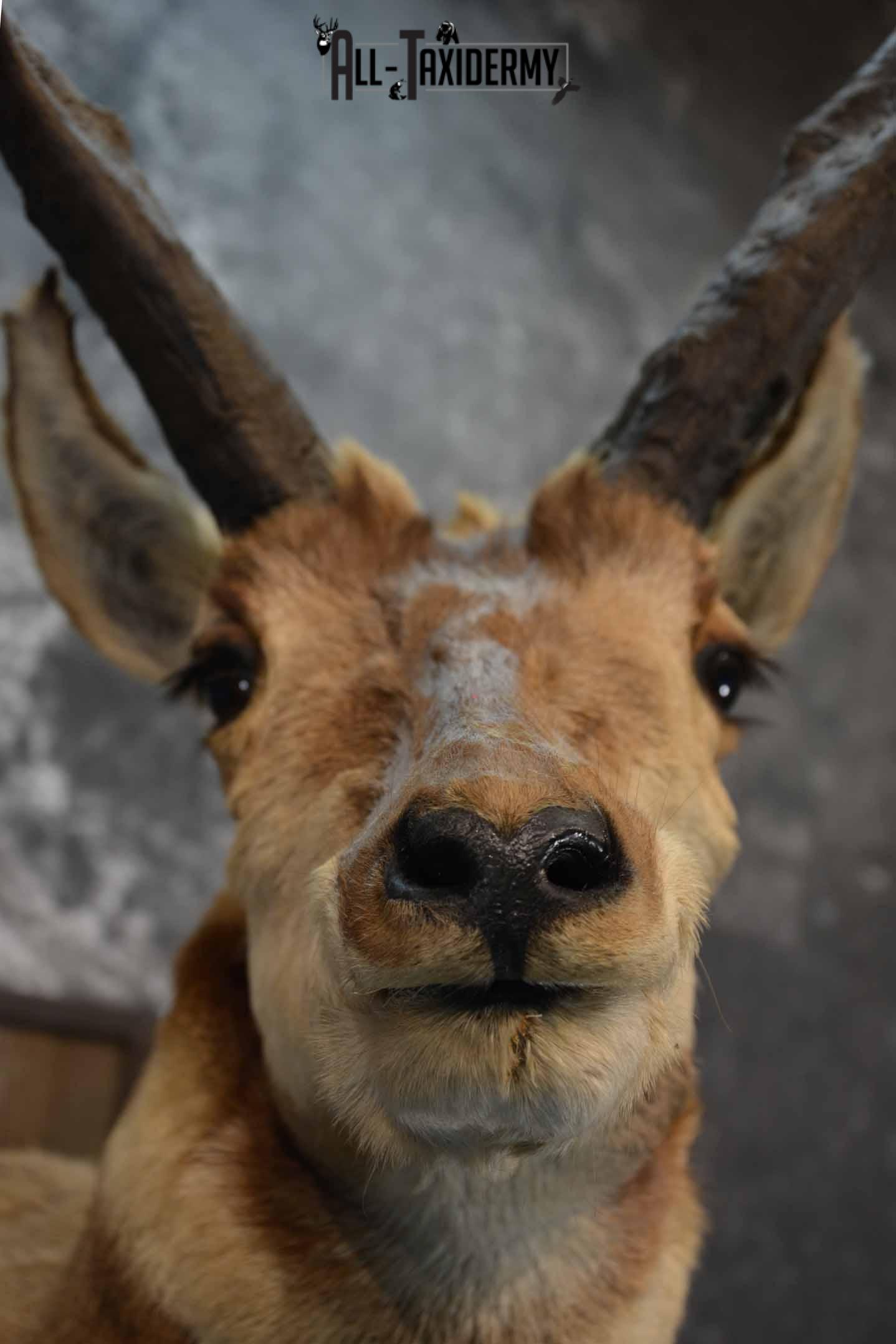 Pronghorn Antelope Taxidermy Mount for Sale SKU 1344 - Image 8