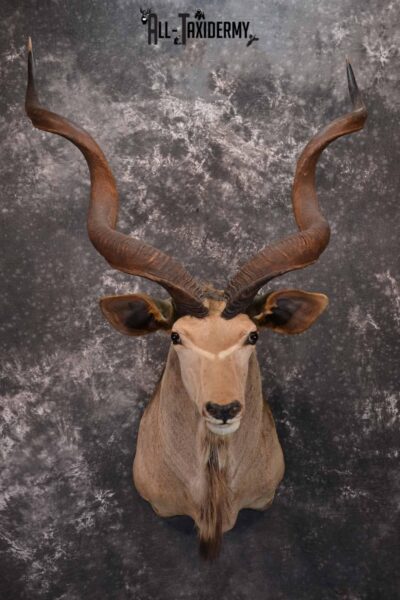 African Greater Kudu Taxidermy Mount for Sale SKU 1333