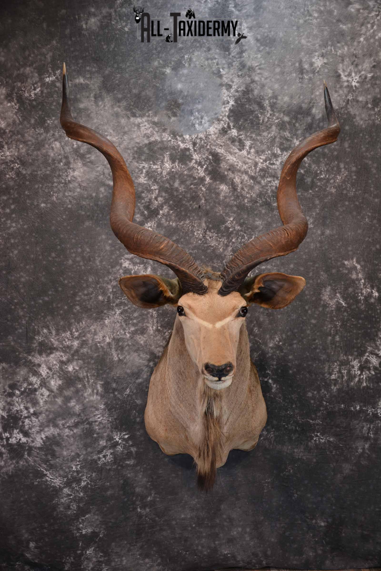 African Greater Kudu Taxidermy Mount for Sale SKU 1333 - Image 2