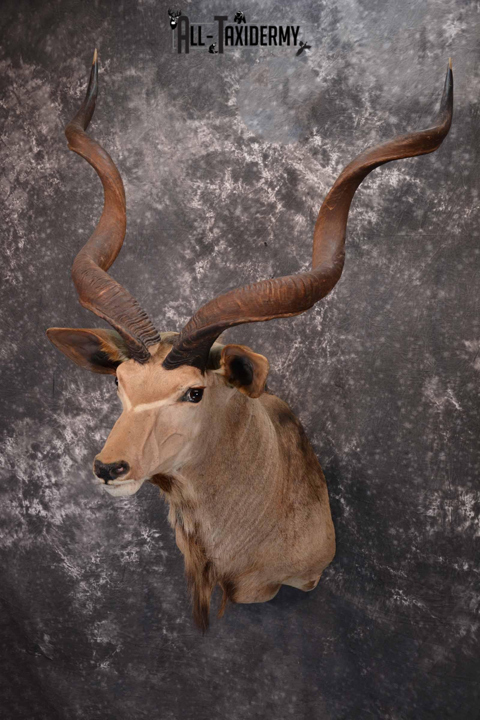 African Greater Kudu Taxidermy Mount for Sale SKU 1333 - Image 3