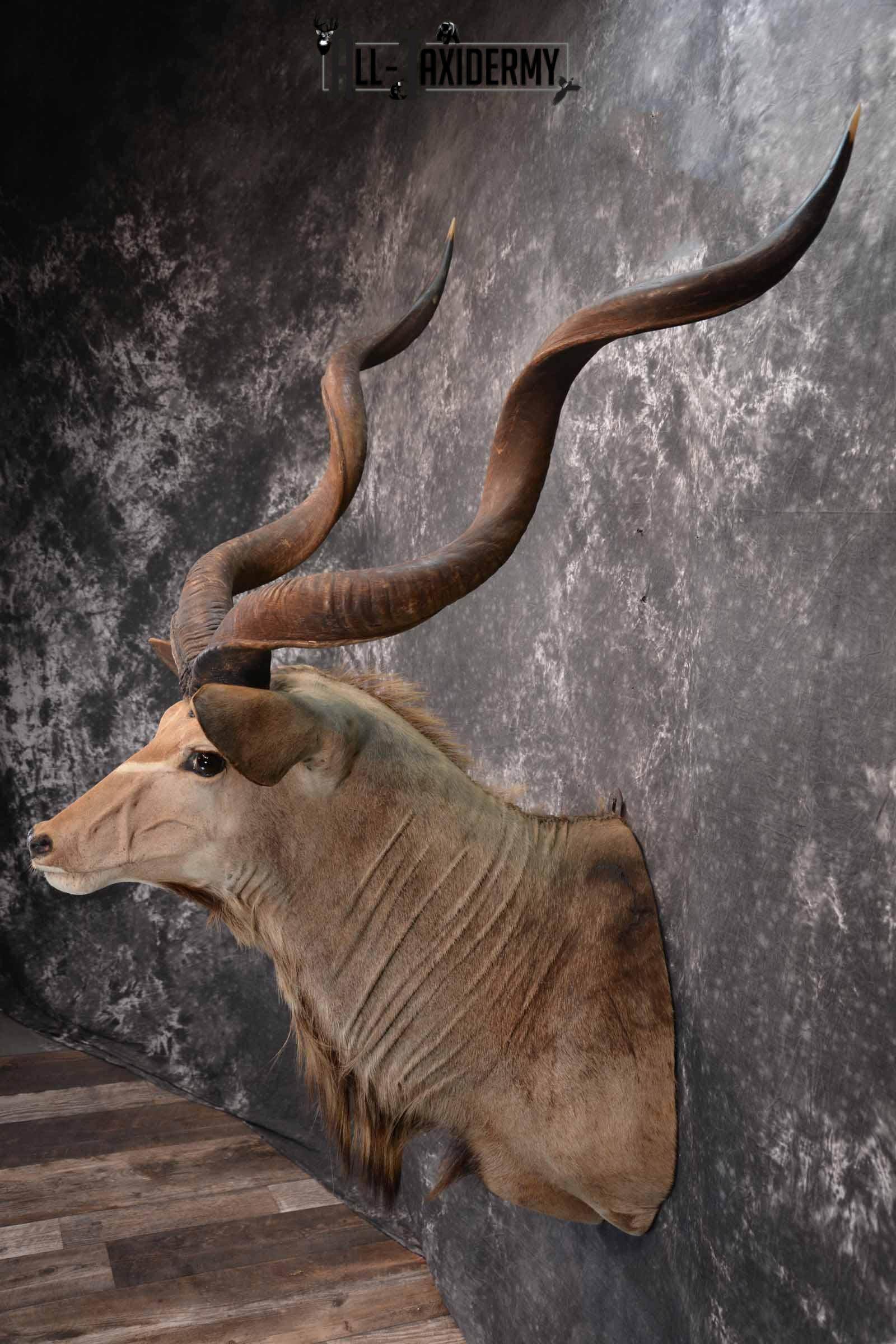 African Greater Kudu Taxidermy Mount for Sale SKU 1333 - Image 4