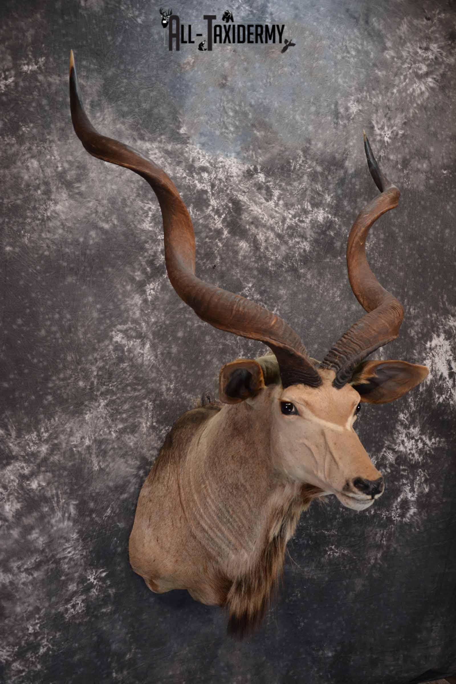 African Greater Kudu Taxidermy Mount for Sale SKU 1333